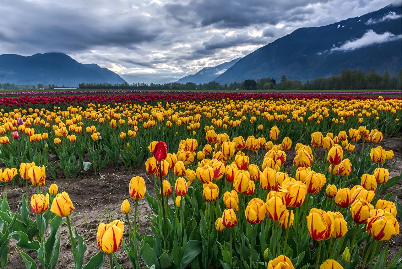 Picture Tulips Mountains flower Fields Scenery Many