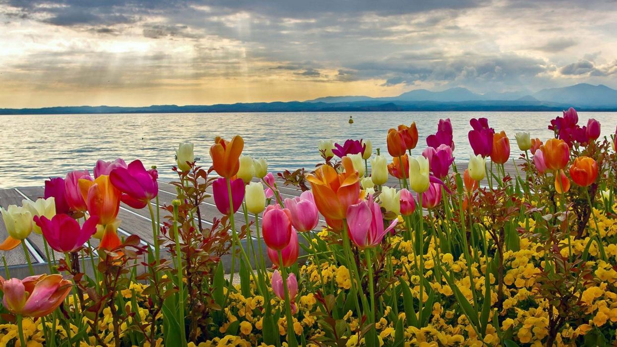 Nature spring flower bed lake mountains flowers tulips wallpaper