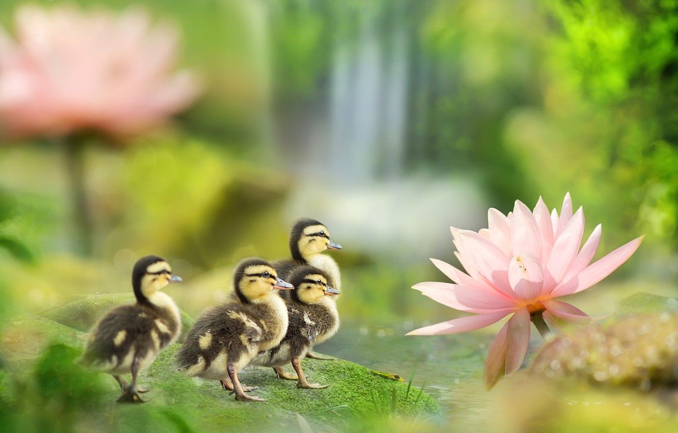 Wallpaper birds, pond, duck, spring, ducklings, Lotus, fuyi Chen