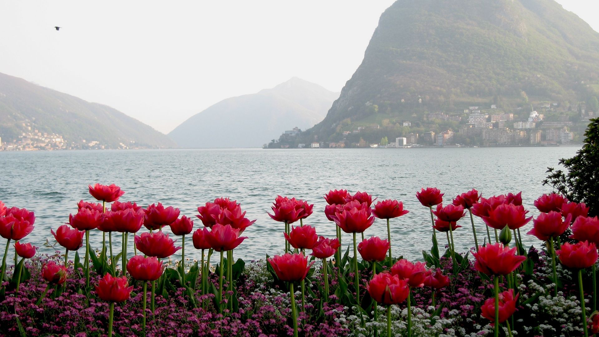Download wallpaper 1920x1080 tulips, flowers, mountains, water