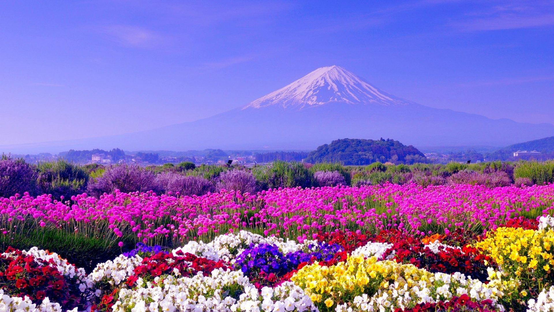 Flowers and A Mountain Fields and Mount Fuji