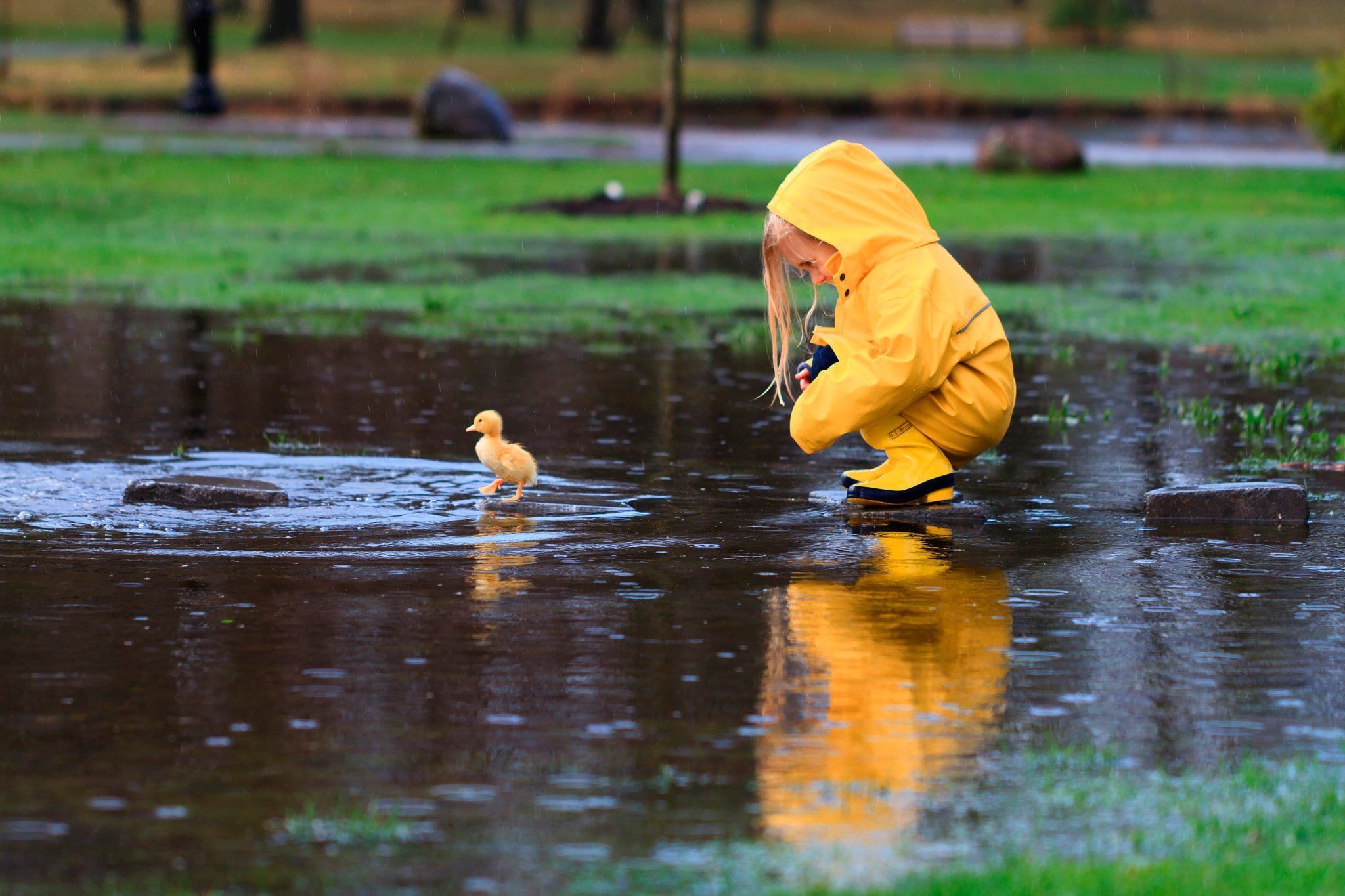 Girl And Duck. Raincoat, Ducklings
