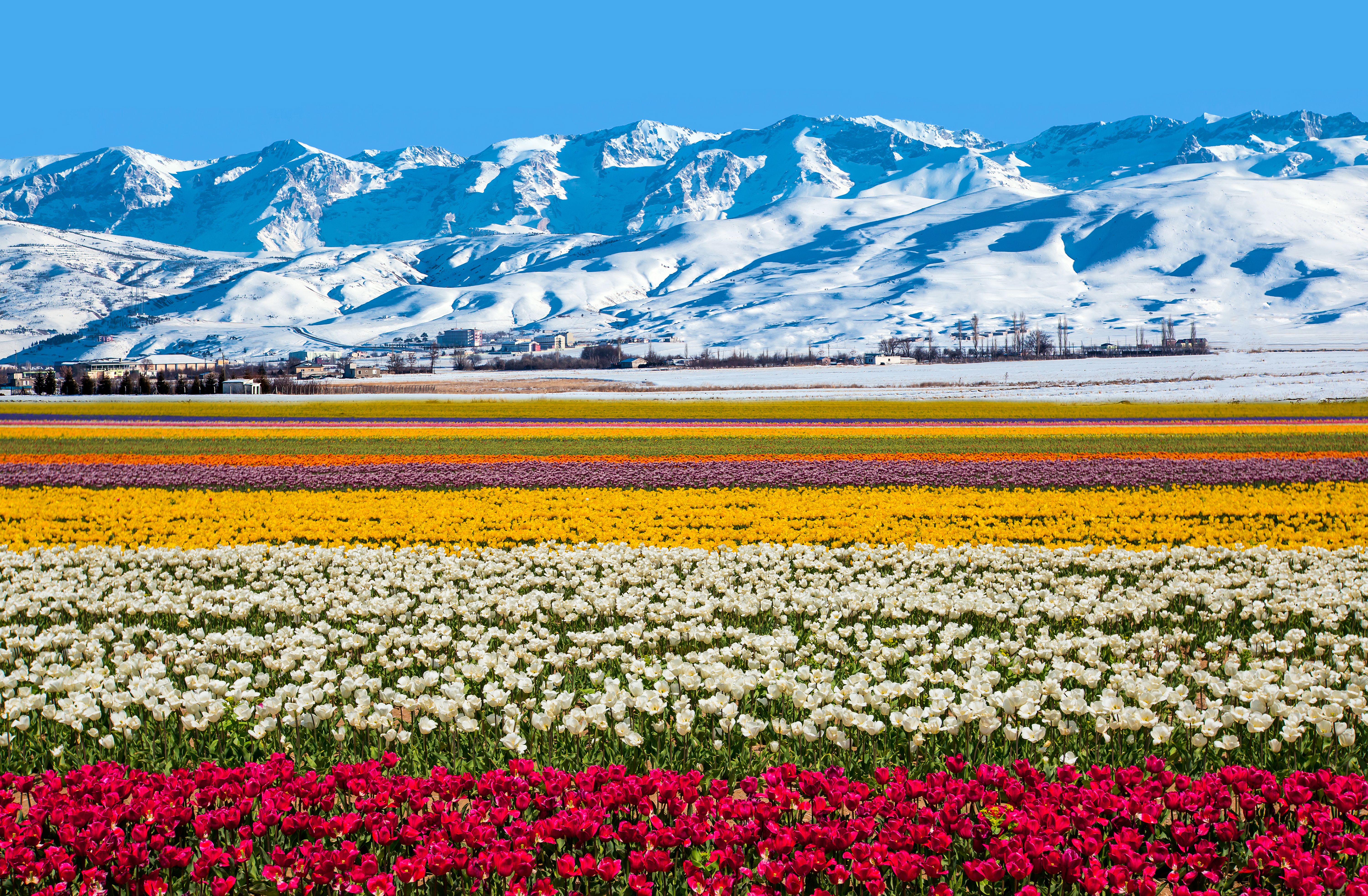 Picture Australia Nature Tulips Mountains Fields 6000x3930