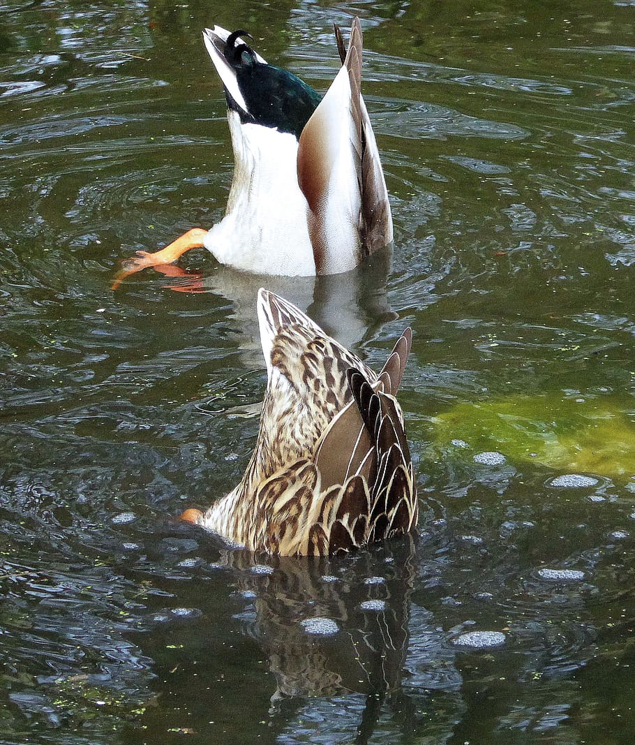 HD wallpaper: ducks, pair of ducks, diving, waterfowl, two, spring