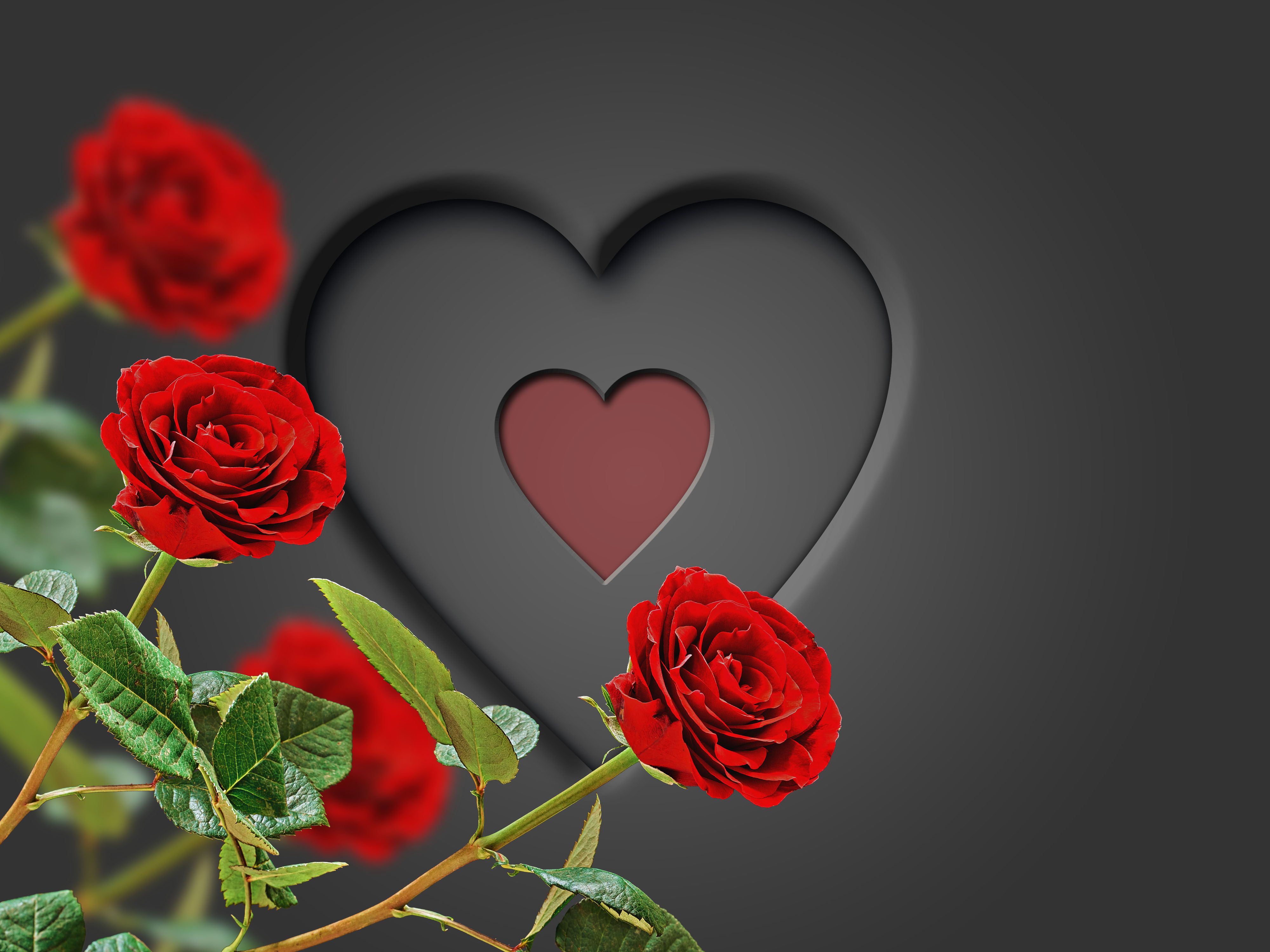 Heart with red roses 4k Ultra HD Wallpaper. Background Image