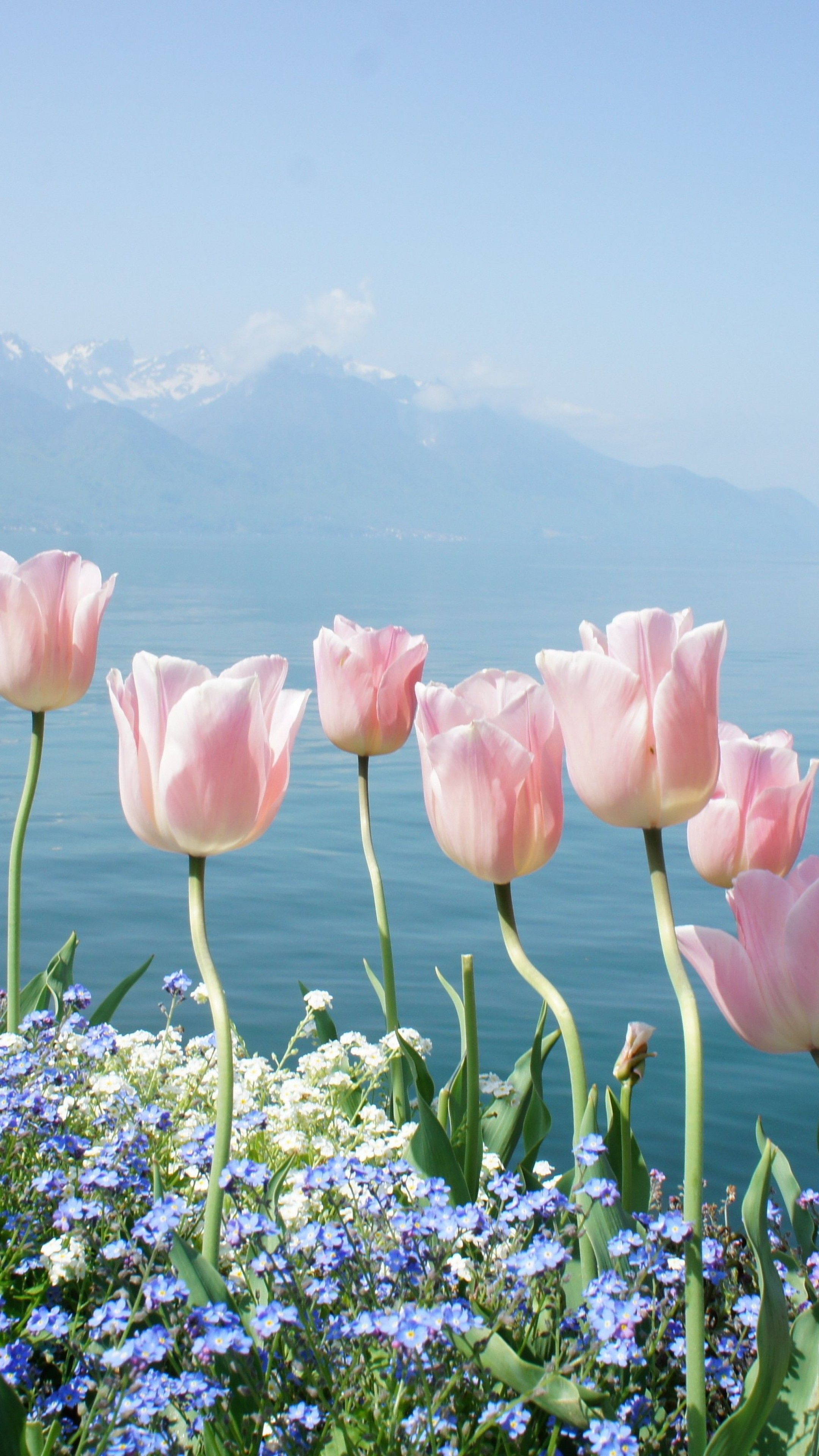 Wallpaper tulip, 4k, HD wallpaper, spring flowers, mountains