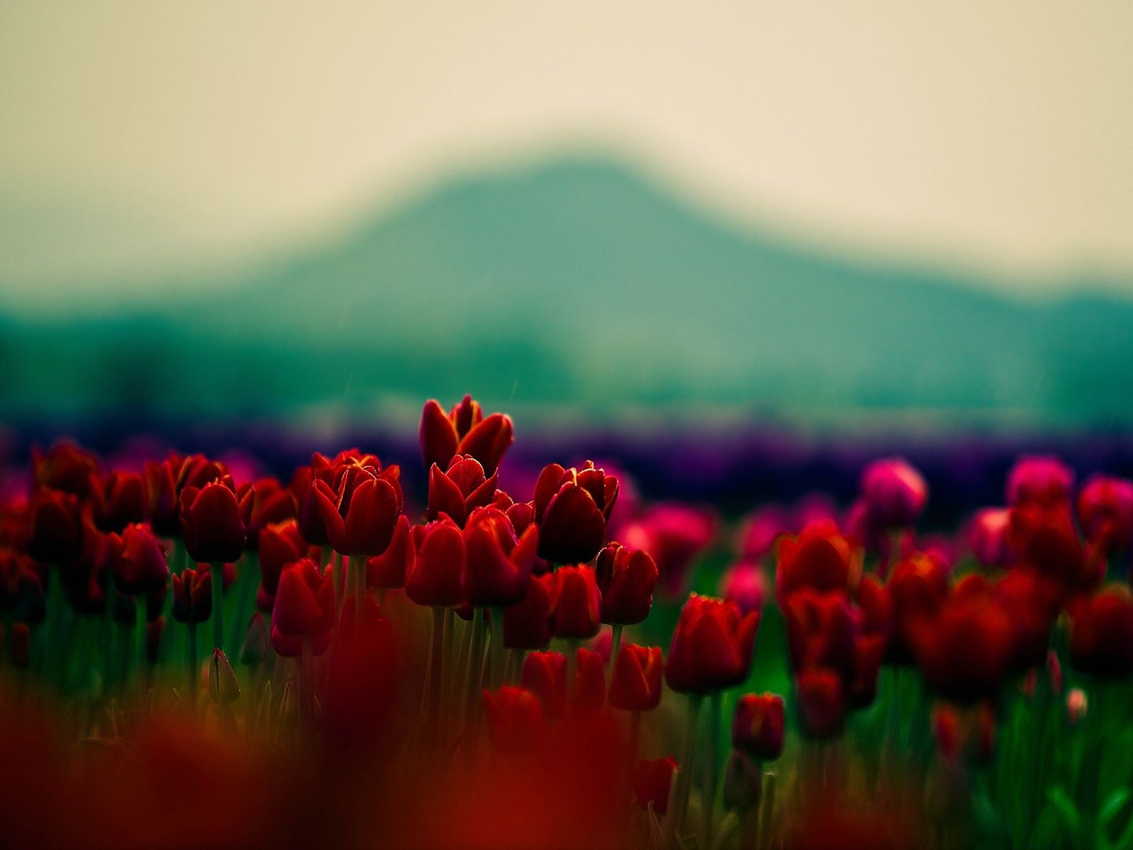 Download wallpaper 1600x1200 tulips, flowers, field, blur