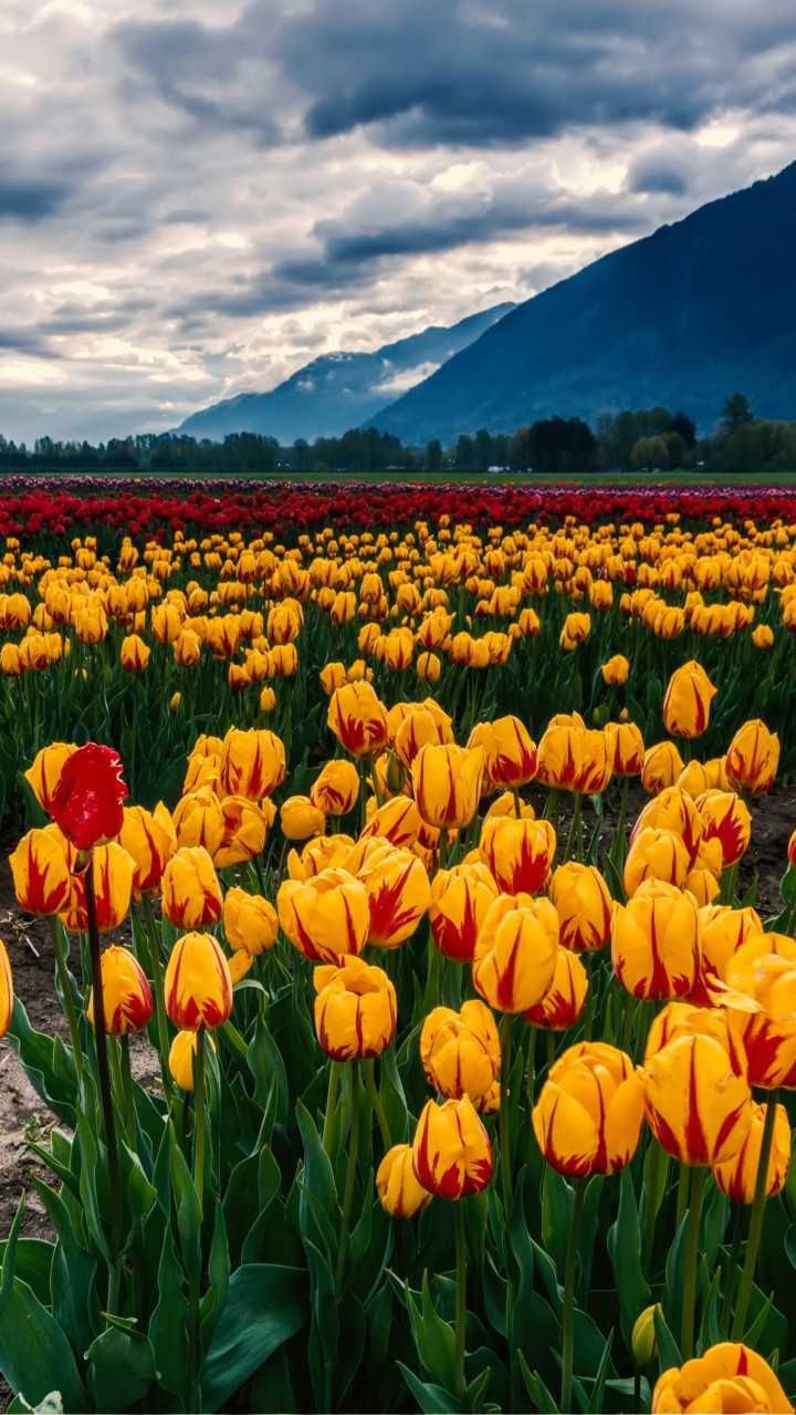 flowers #yellow #red #tulips #mountains #field #PhotoOfTheDay