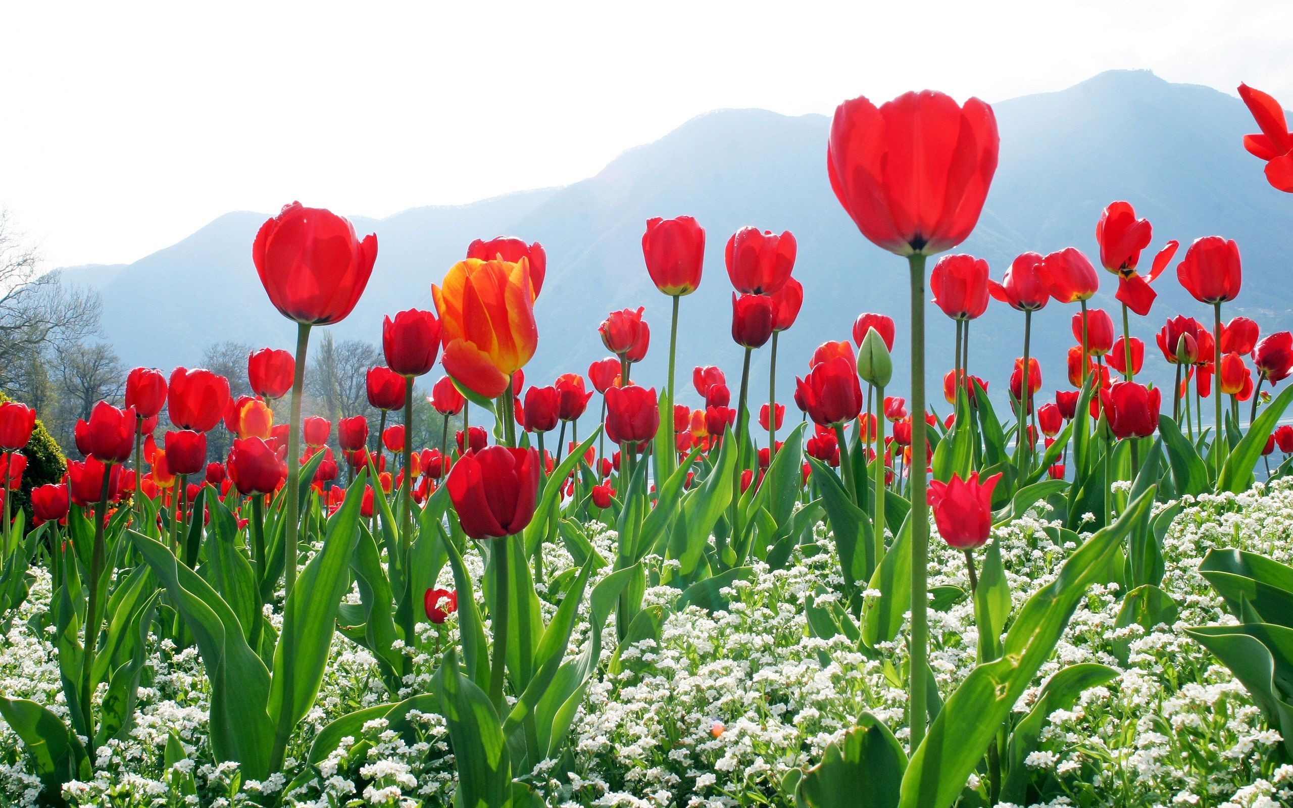 Wallpaper Red tulips, flowers, mountains 2560x1600 HD Picture, Image