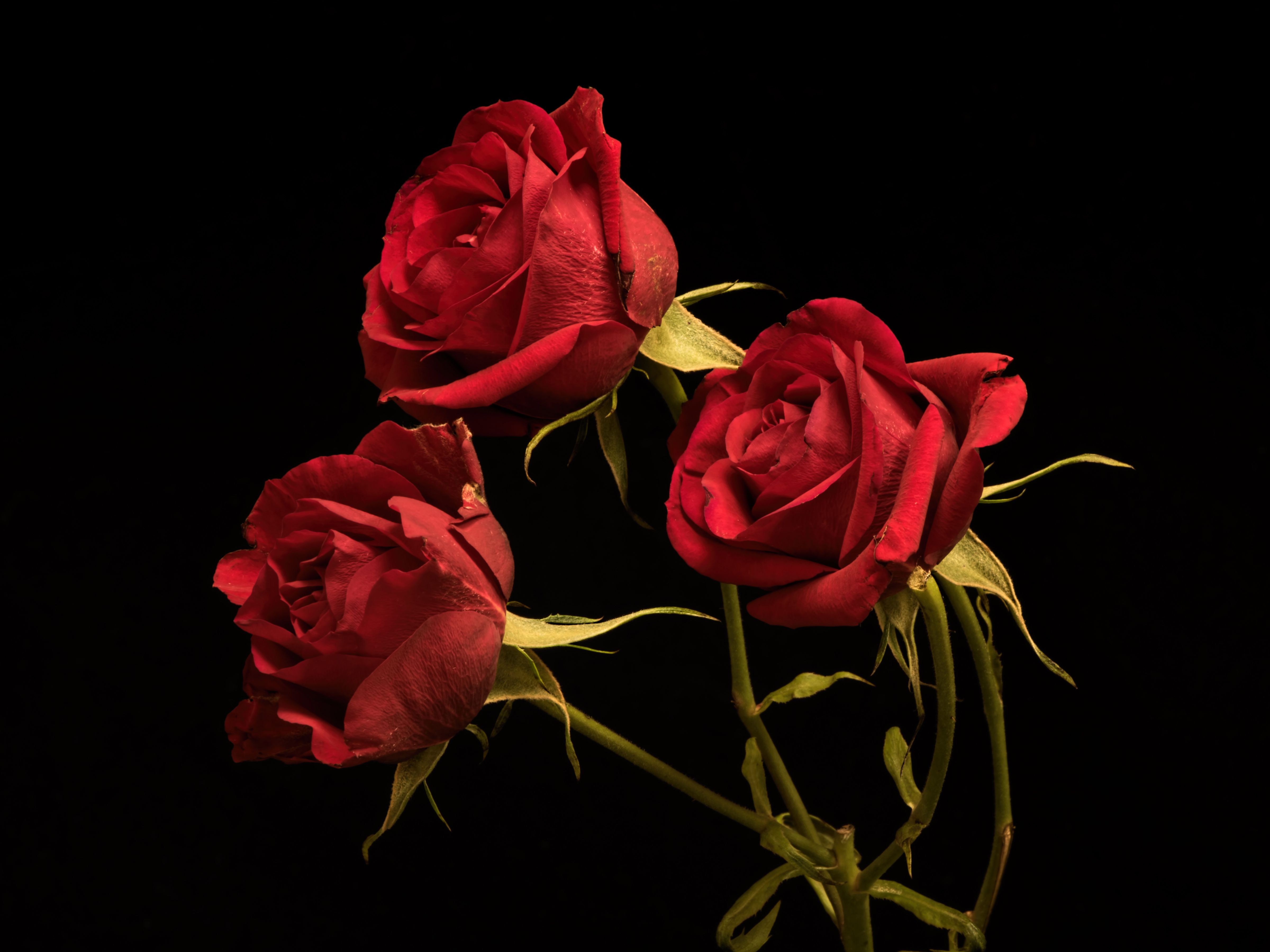 Desktop Wallpaper Red Roses flower Three 3 Black 4800x3600
