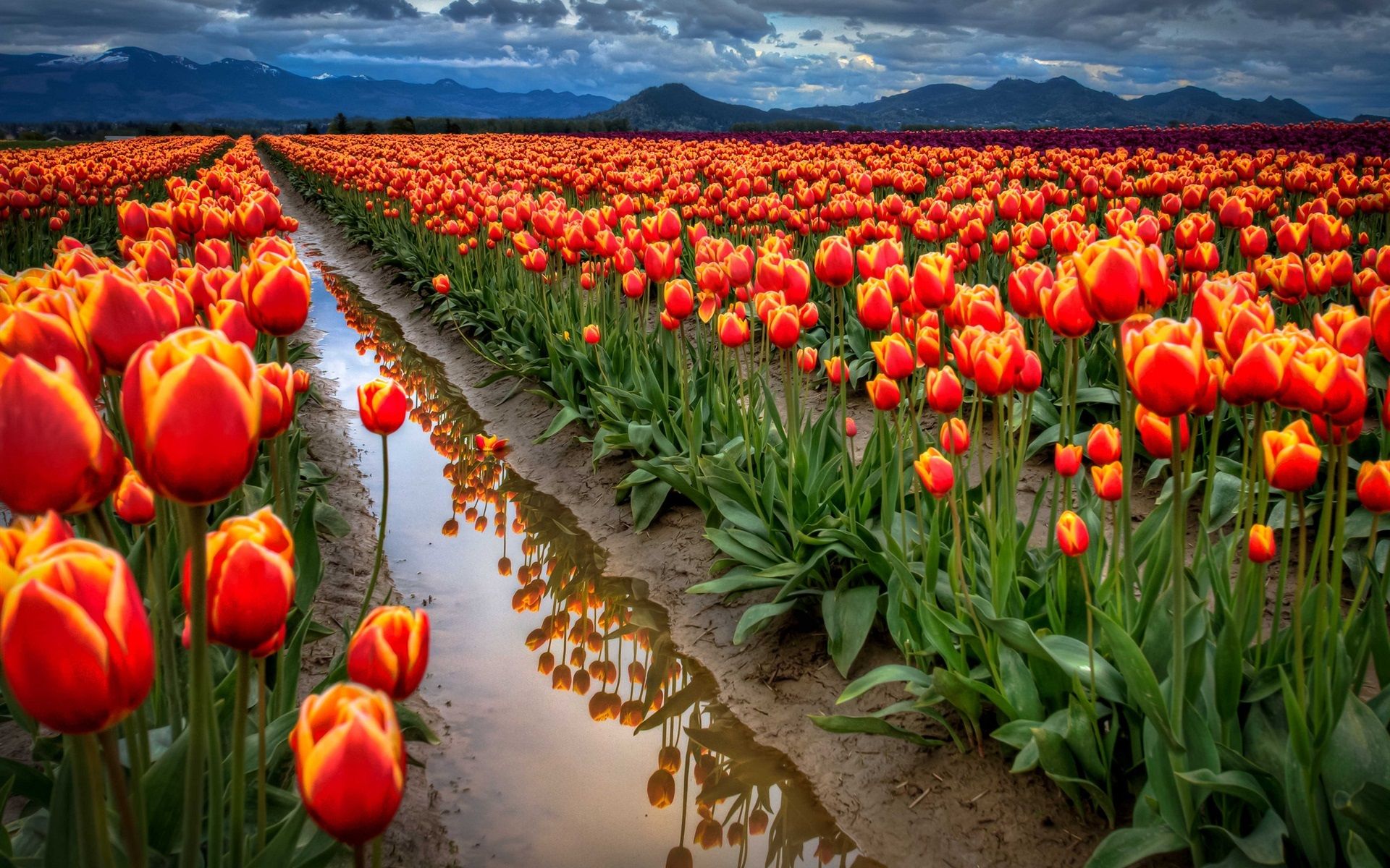 Wallpaper Tulips field, orange flowers, sky, clouds, mountains