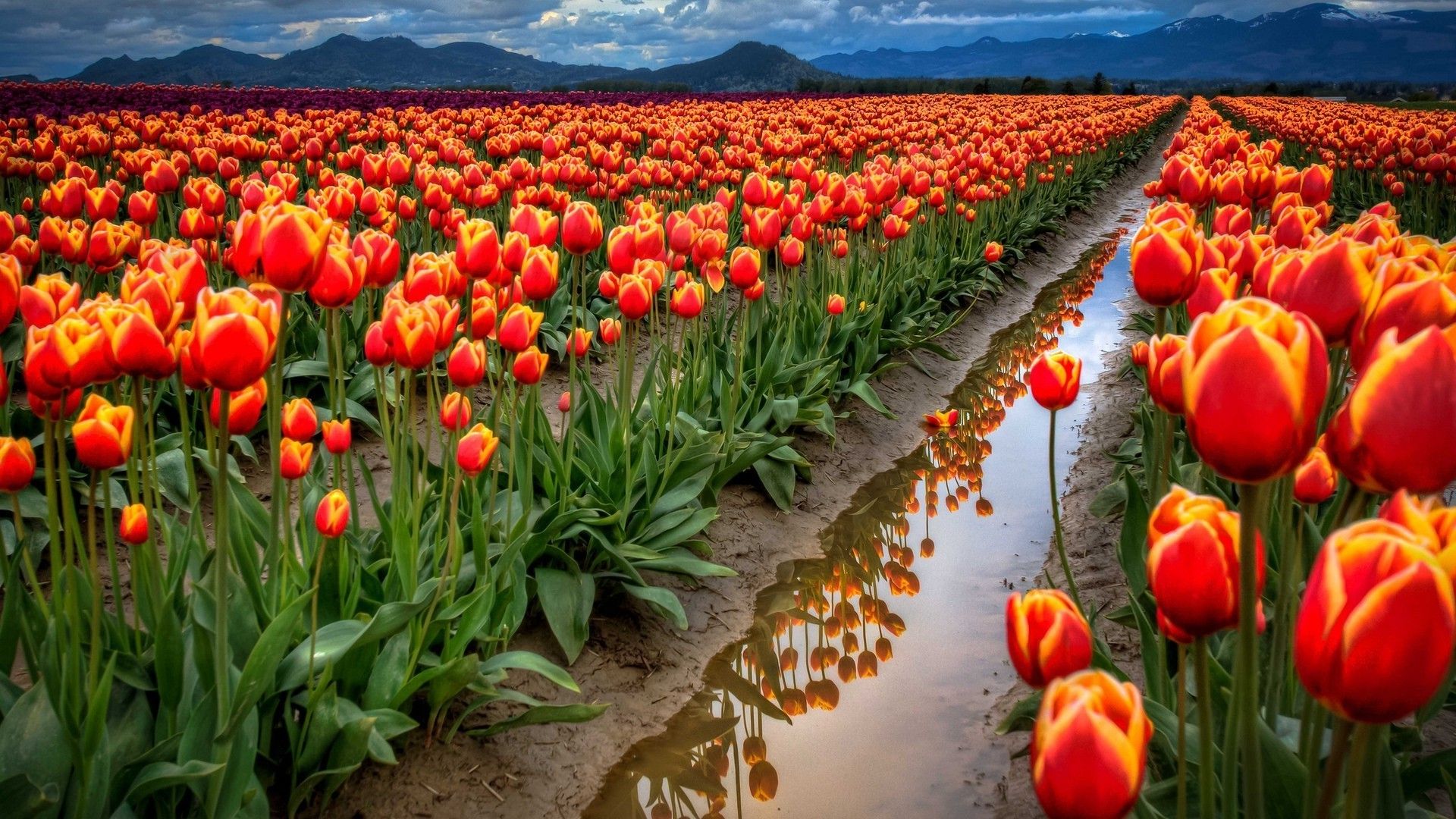 field, Flowers, Tulips, Reflection, Puddle, Mountain Wallpaper HD