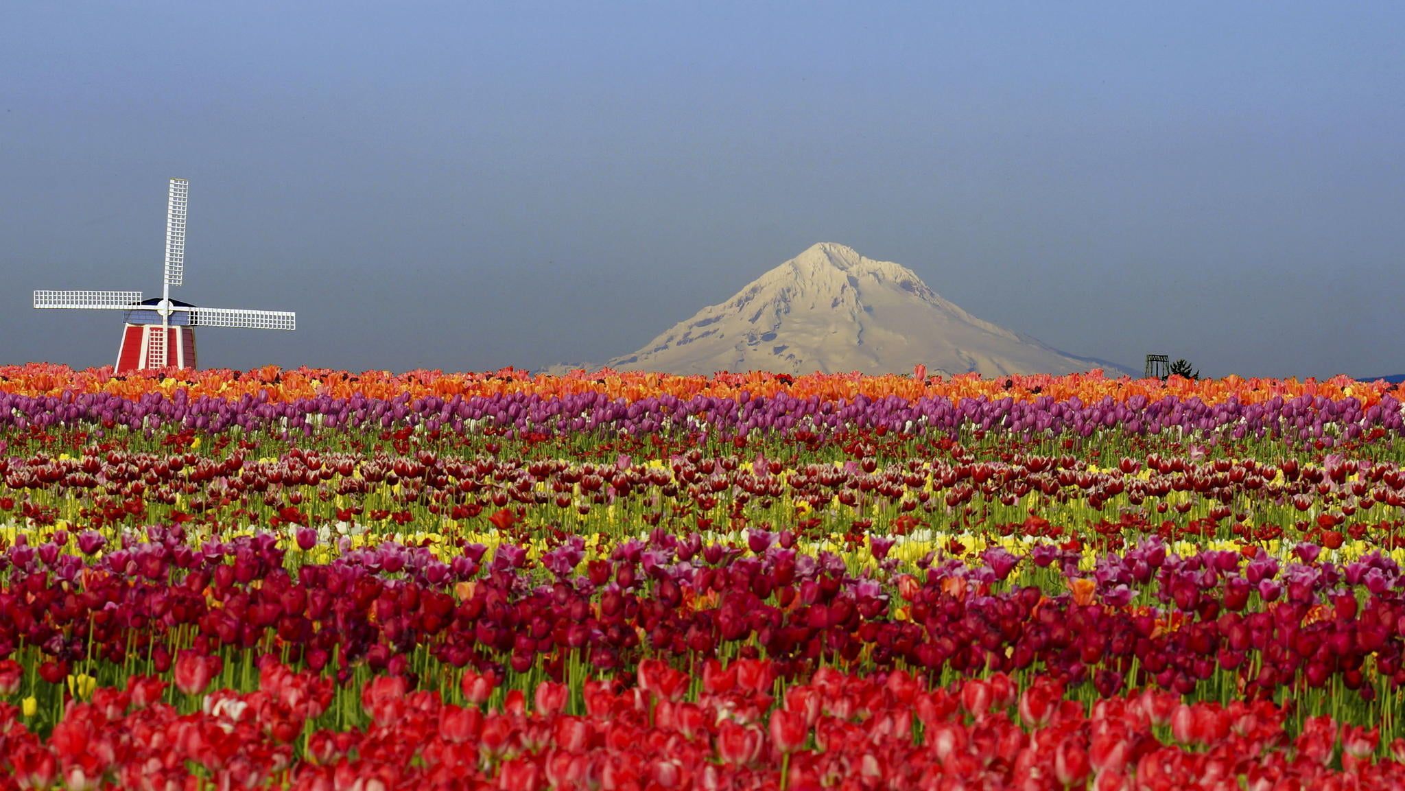 Bed of red and purple tulips, field, flowers, mountains, nature