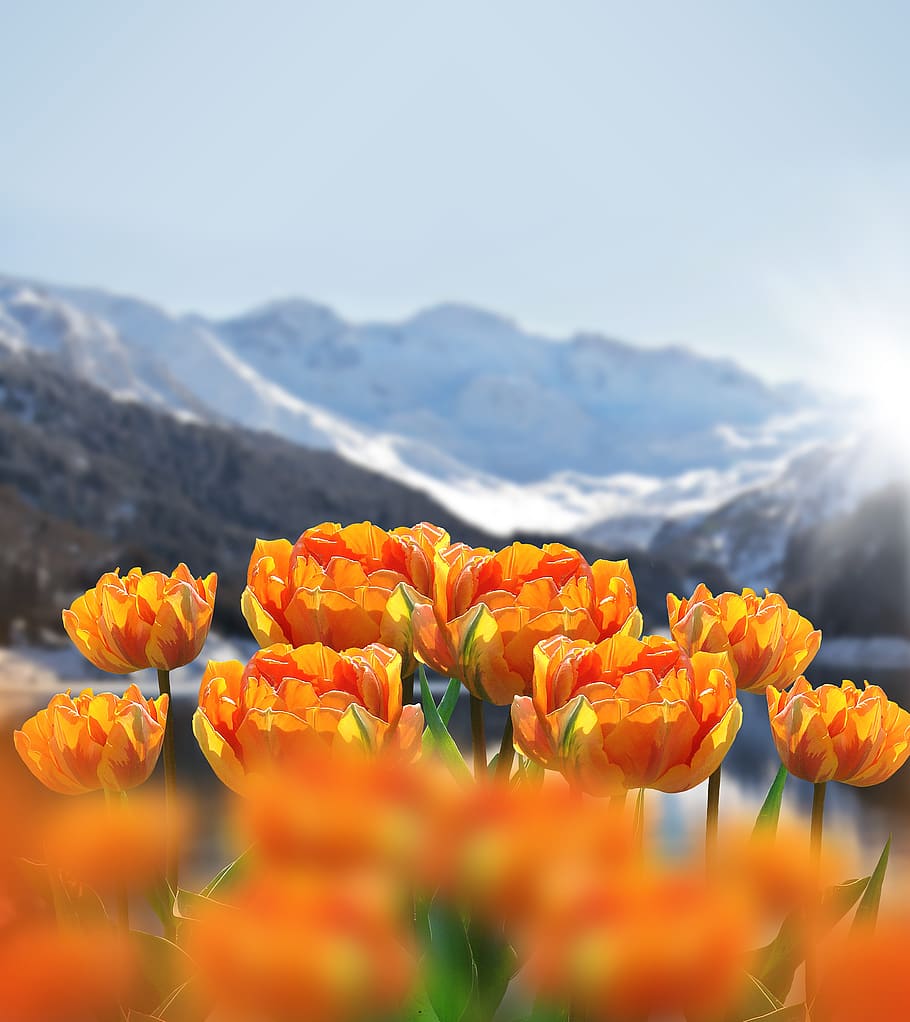 HD wallpaper: nature, spring, flowers, tulips, spring flowers, outlook, mountains