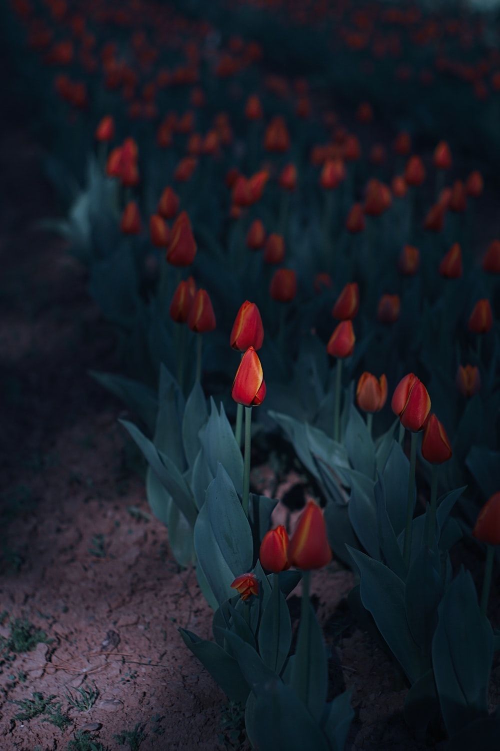 Tulip Garden Picture. Download Free Image