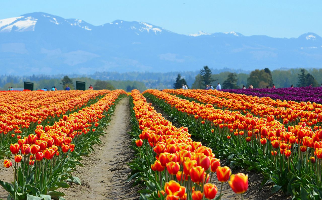 Wallpaper tulip Orange Mountains Fields Flowers