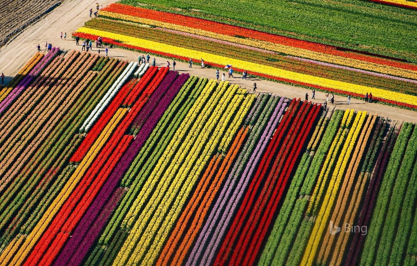 Photo Wallpaper Field, Tulips, Washington, Usa, Mount