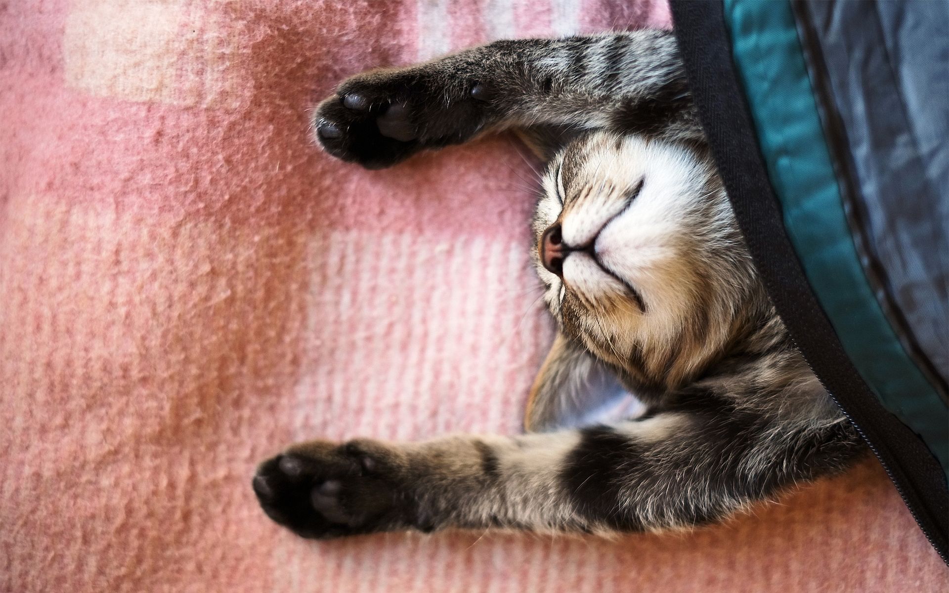 Funny Sleeping Cat Wallpaper 40321 1920x1200px