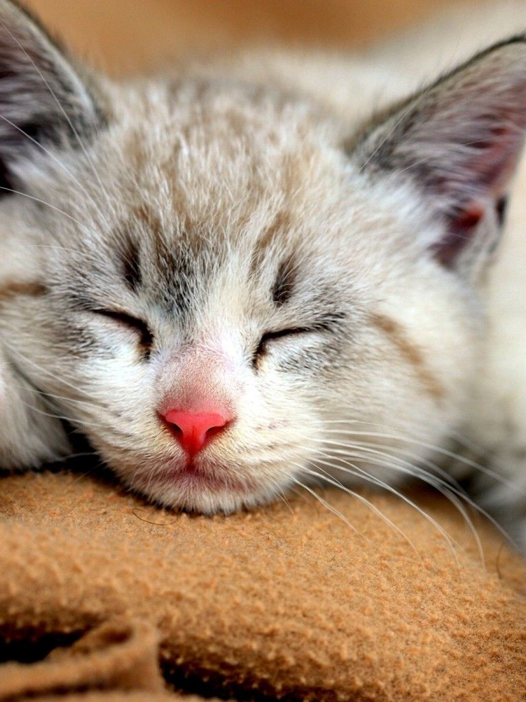Sleeping Cat Wallpaper HD. Gatinhos Adoráveis, Gato Dormindo