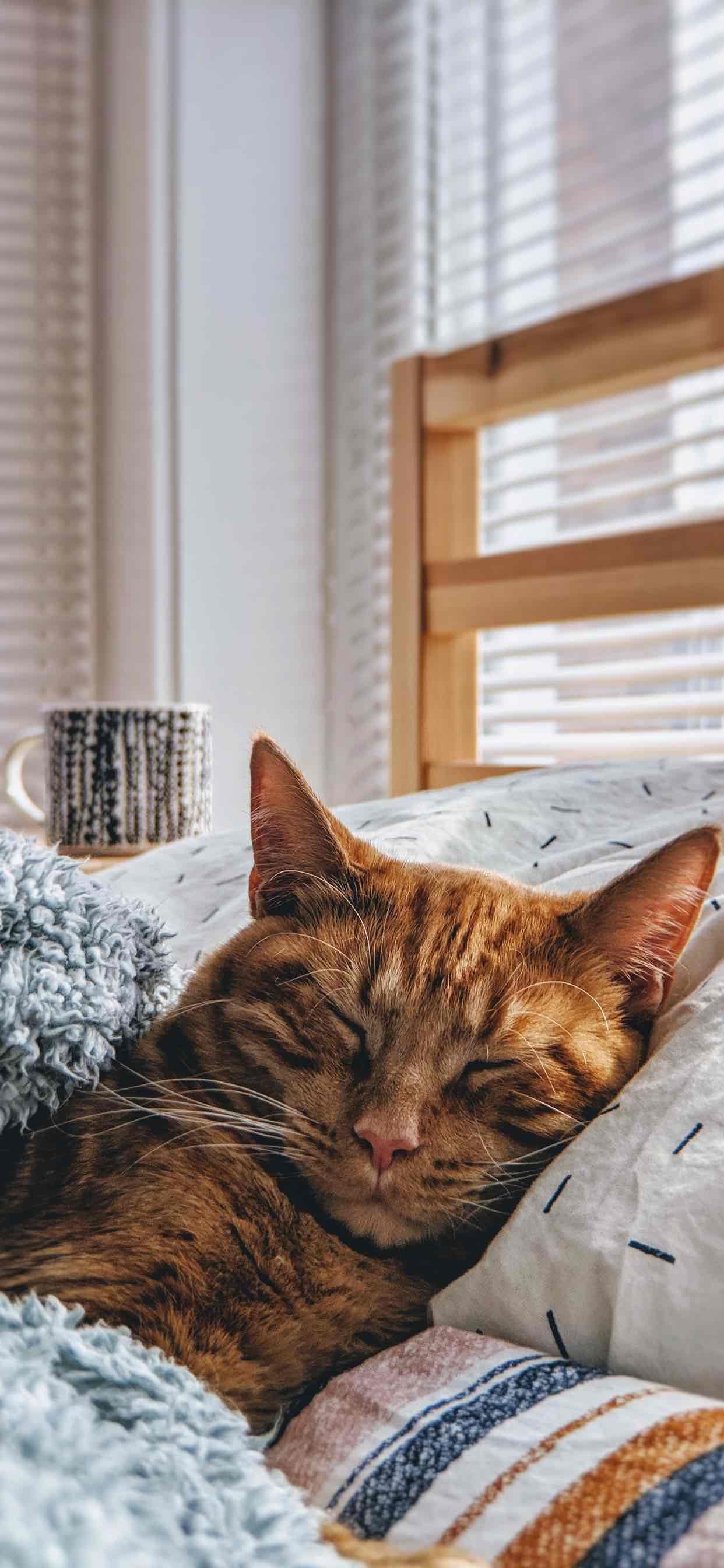 Beautiful Sleeping Cat Wallpaper for iPhone Xs Max. Cute Cat