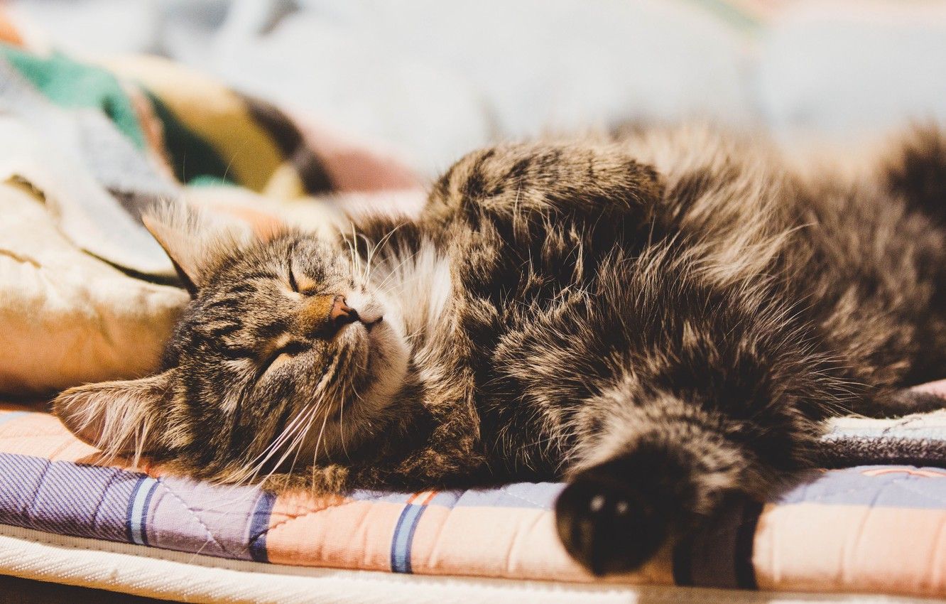 Wallpaper cat, fluffy, kitty, sleeping cat, lazy cat image