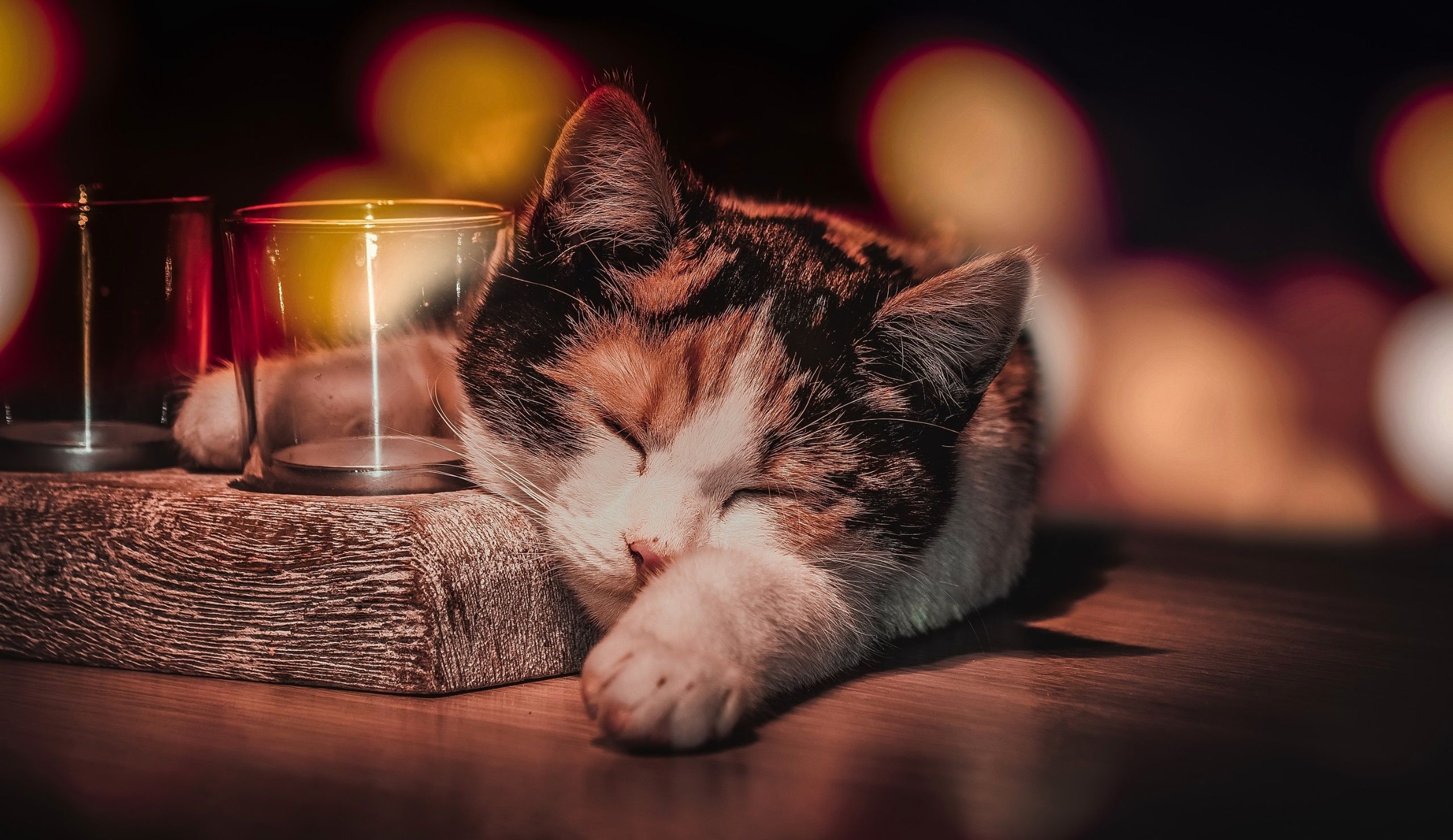 Download Sleeping Cute Cat Aesthetic Wallpaper