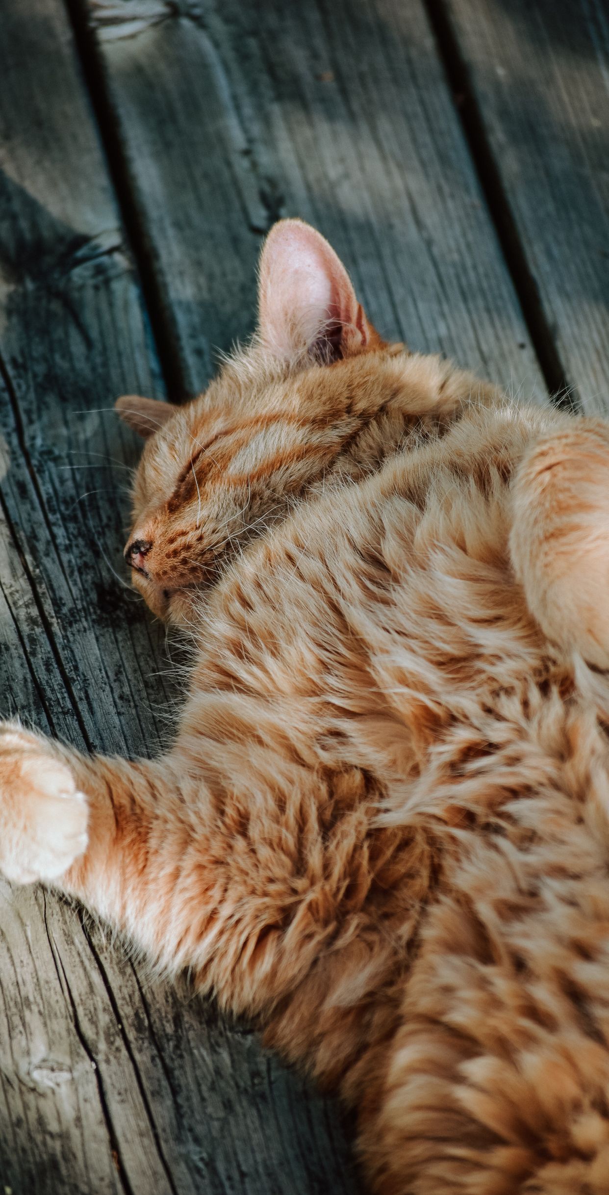 Cute cat wallpaper for iPhone models. Beautiful Sleeping Cat