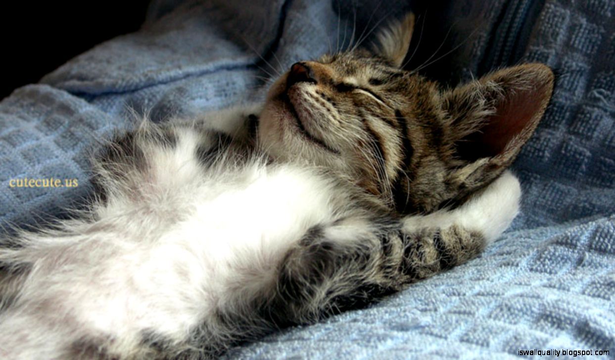 Cute Sleeping Cat Animal HD Wwallpaper