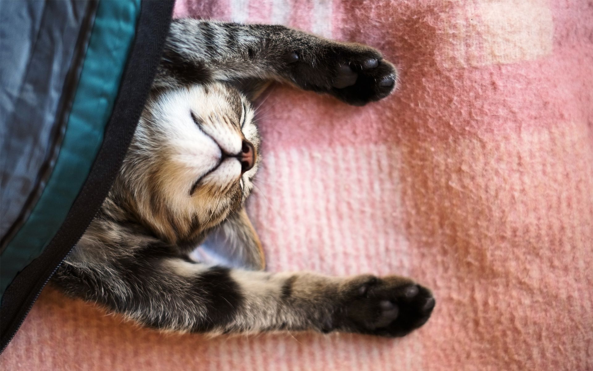 Cat sleep cat sleeping blanket feet