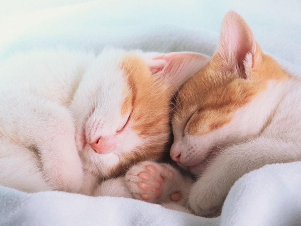 Sleeping Cats Picture