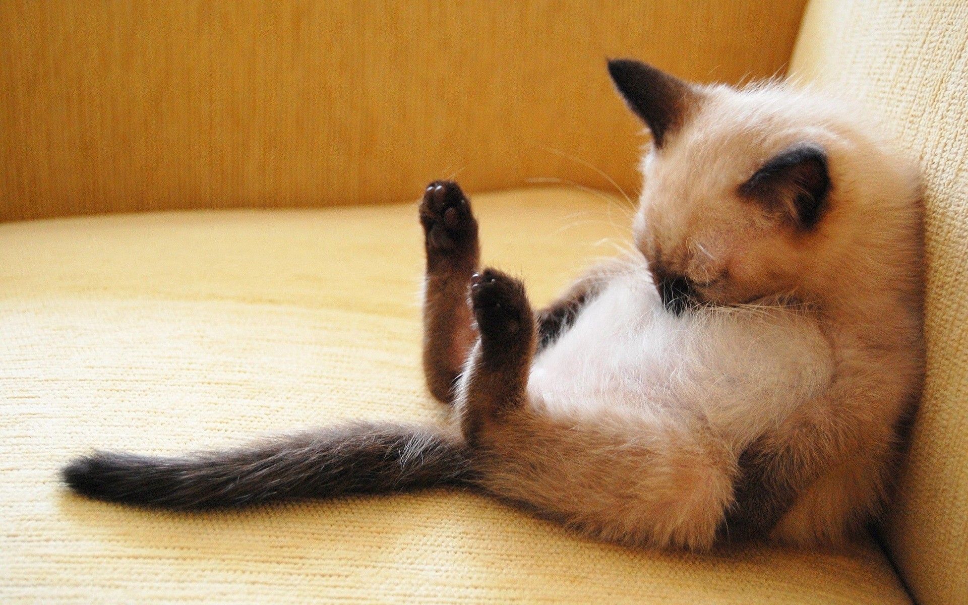 Cat Wallpaper Siamese, Animals, cats, Sleeping, Cute, Pets