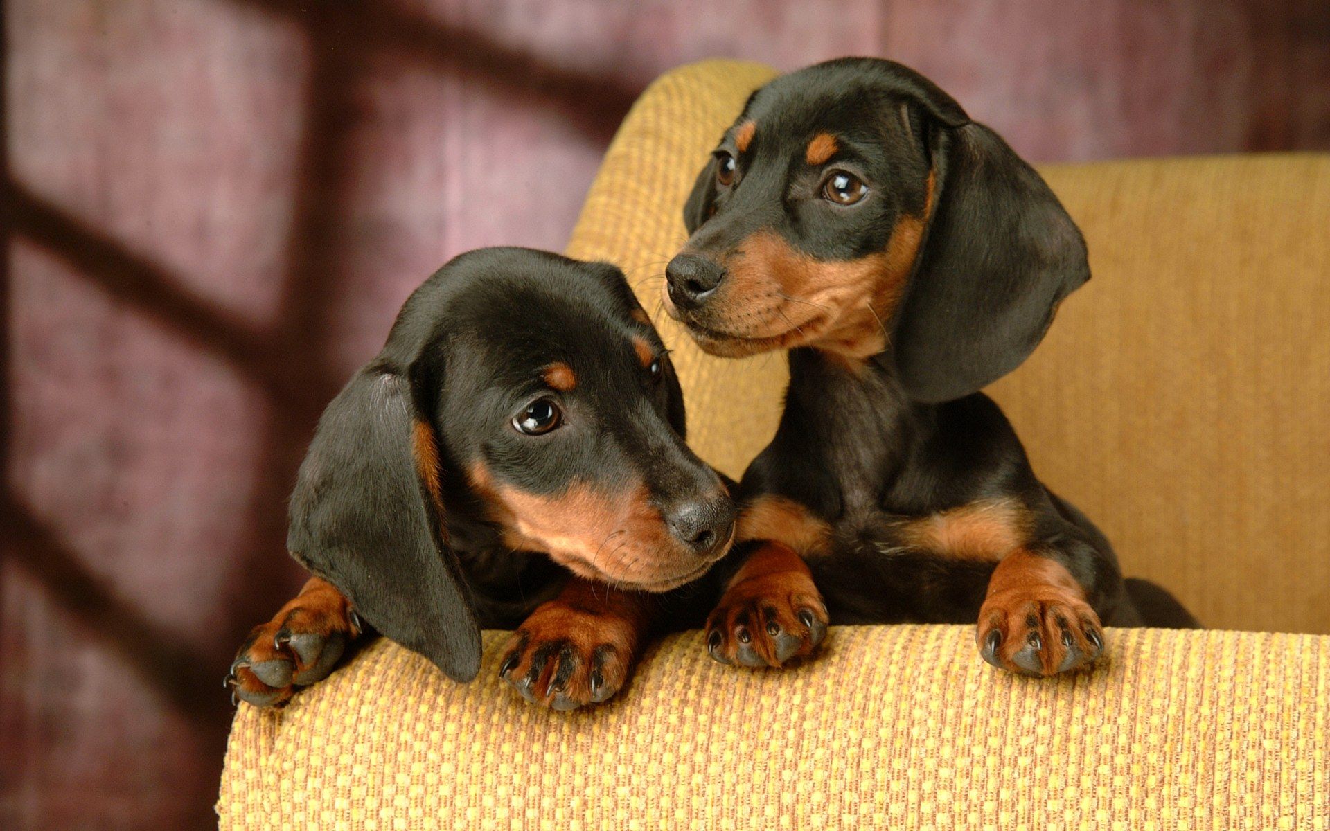 Spring Dachshund Puppies Wallpapers - Wallpaper Cave