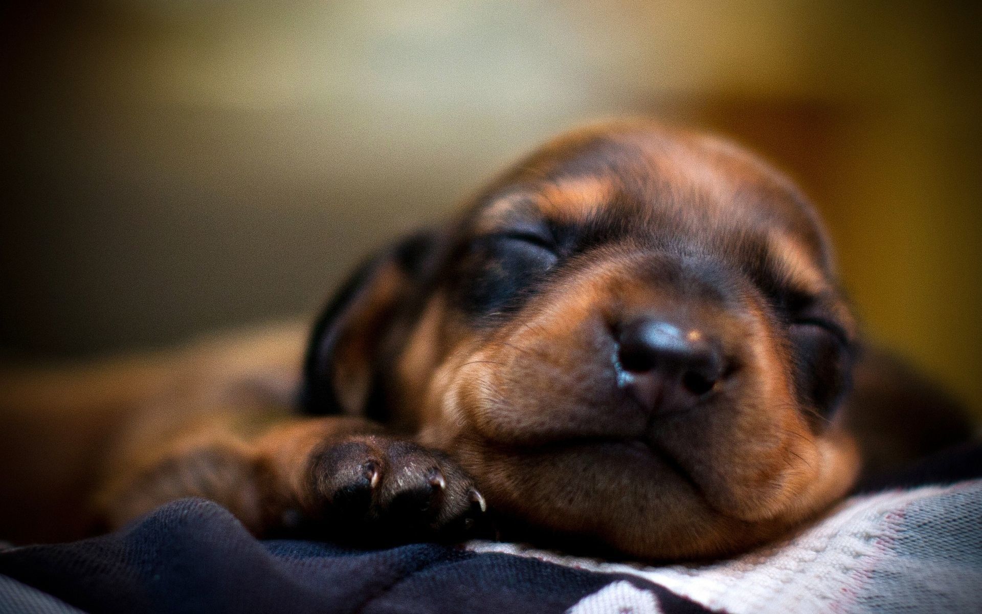 doxie puppies