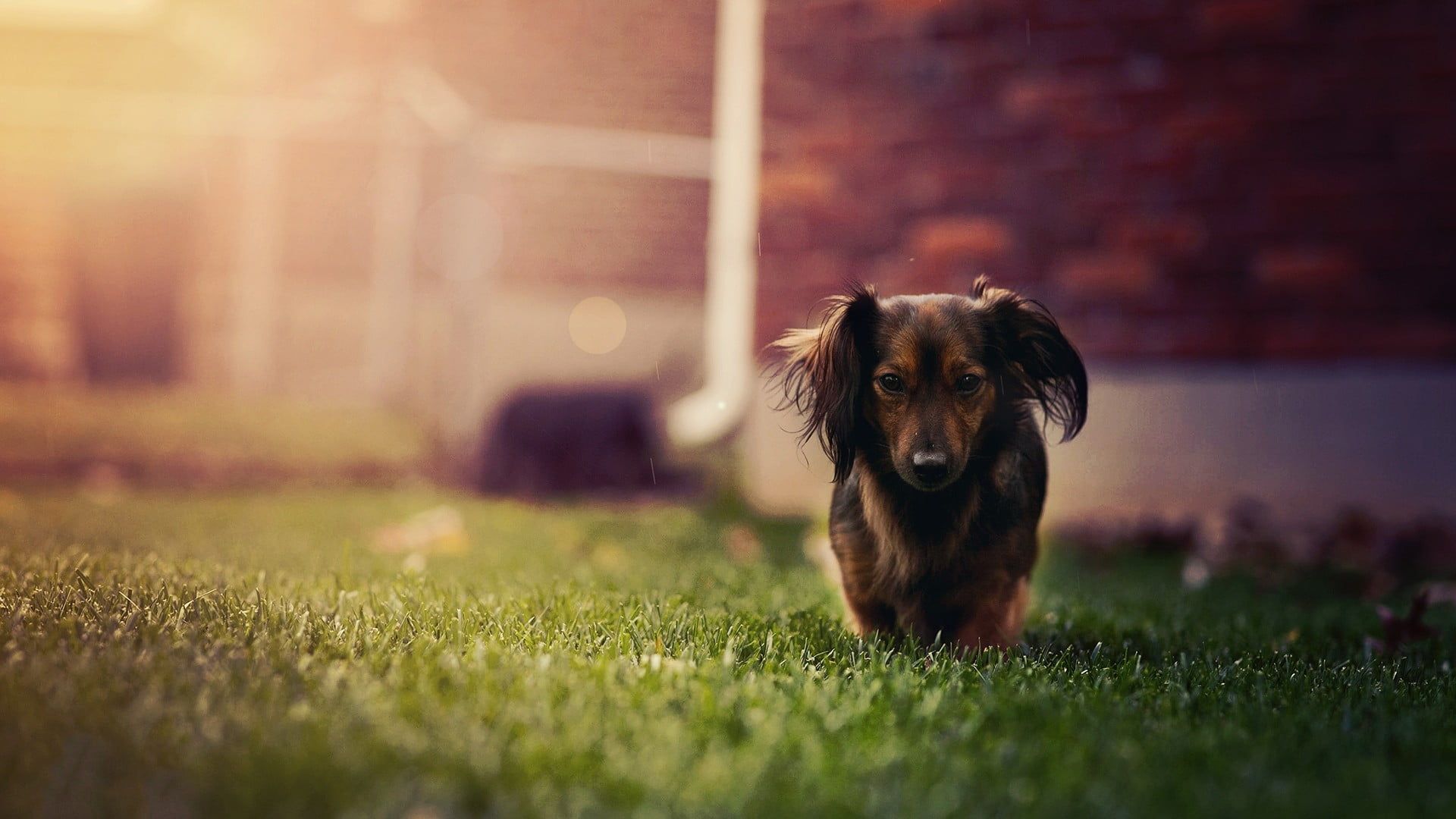 Silver dapple Dachshund puppy standing on green grasses HD