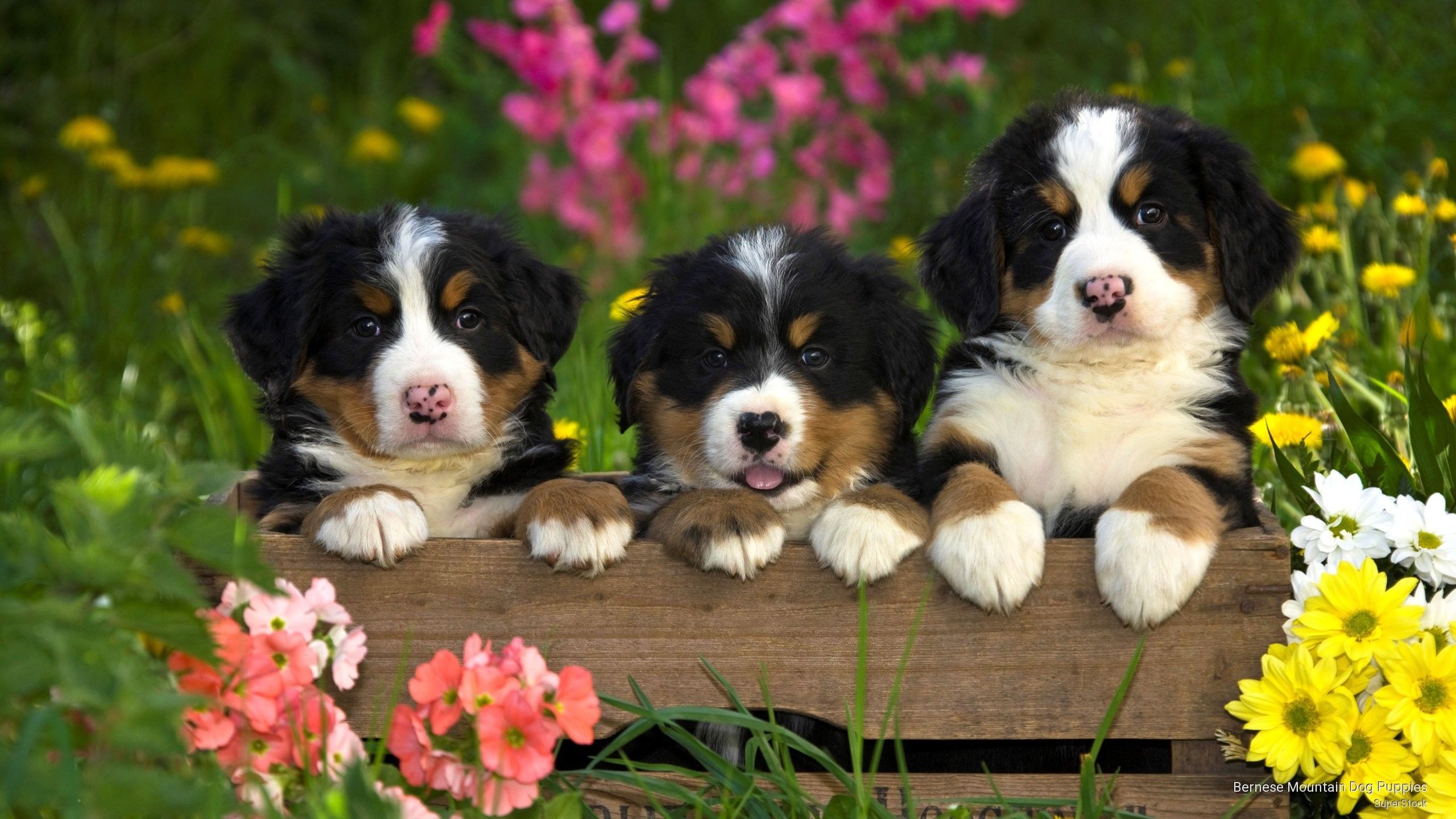 Puppies in Flowers Computer Wallpaper