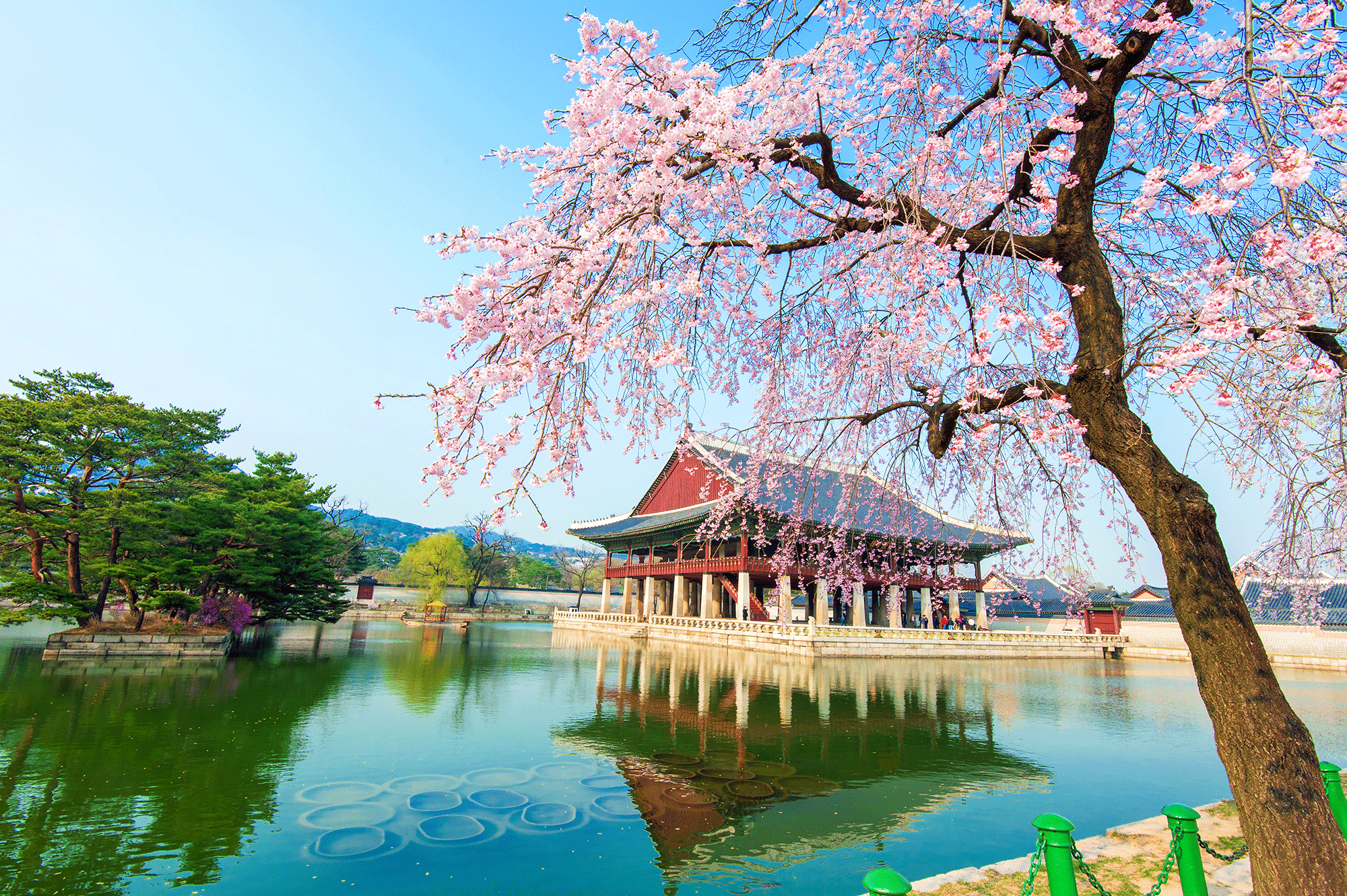 Spring South Korea Wallpapers - Wallpaper Cave
