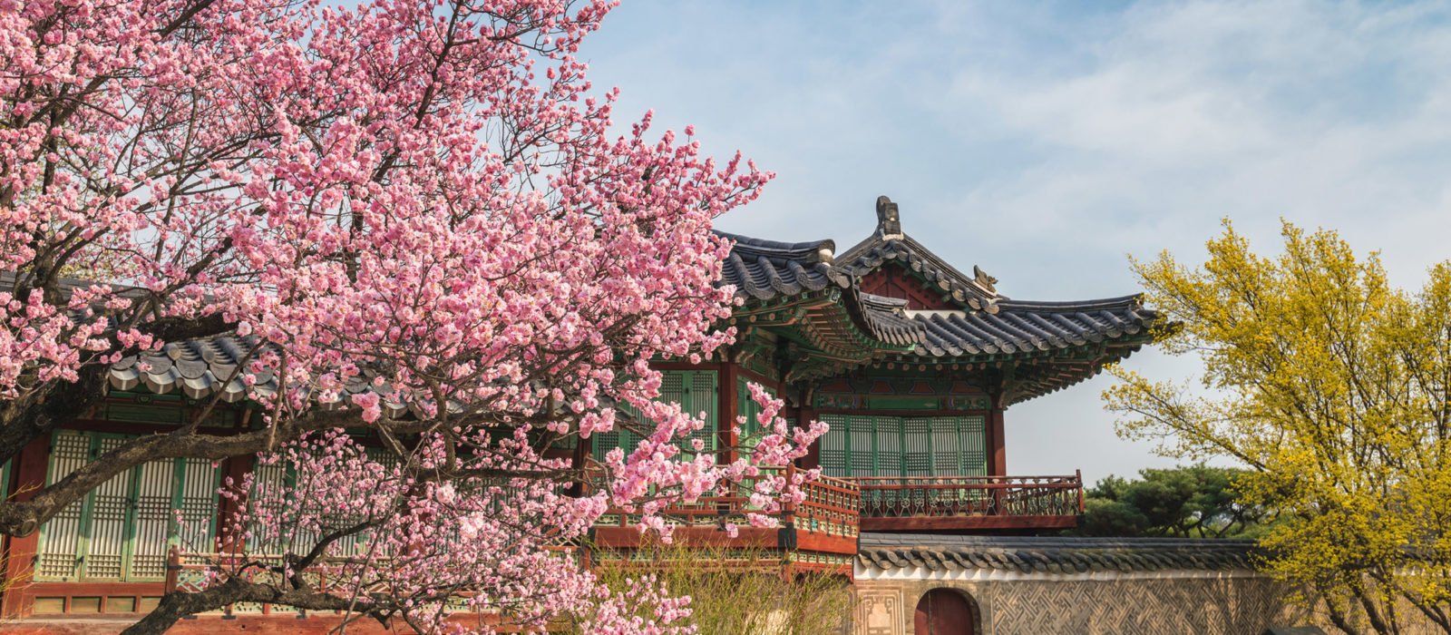 Цветёт ли Сакура в Корее