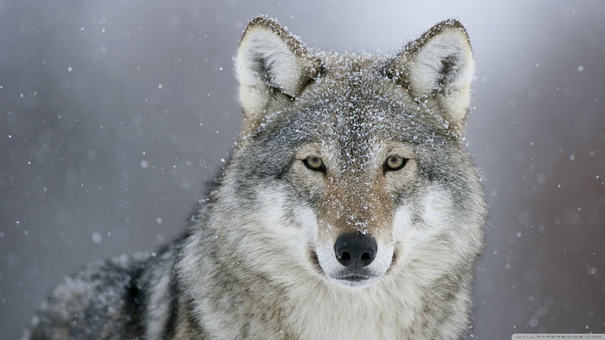 Predator Wolf Snow Ultra HD Desktop Background Wallpaper for 4K