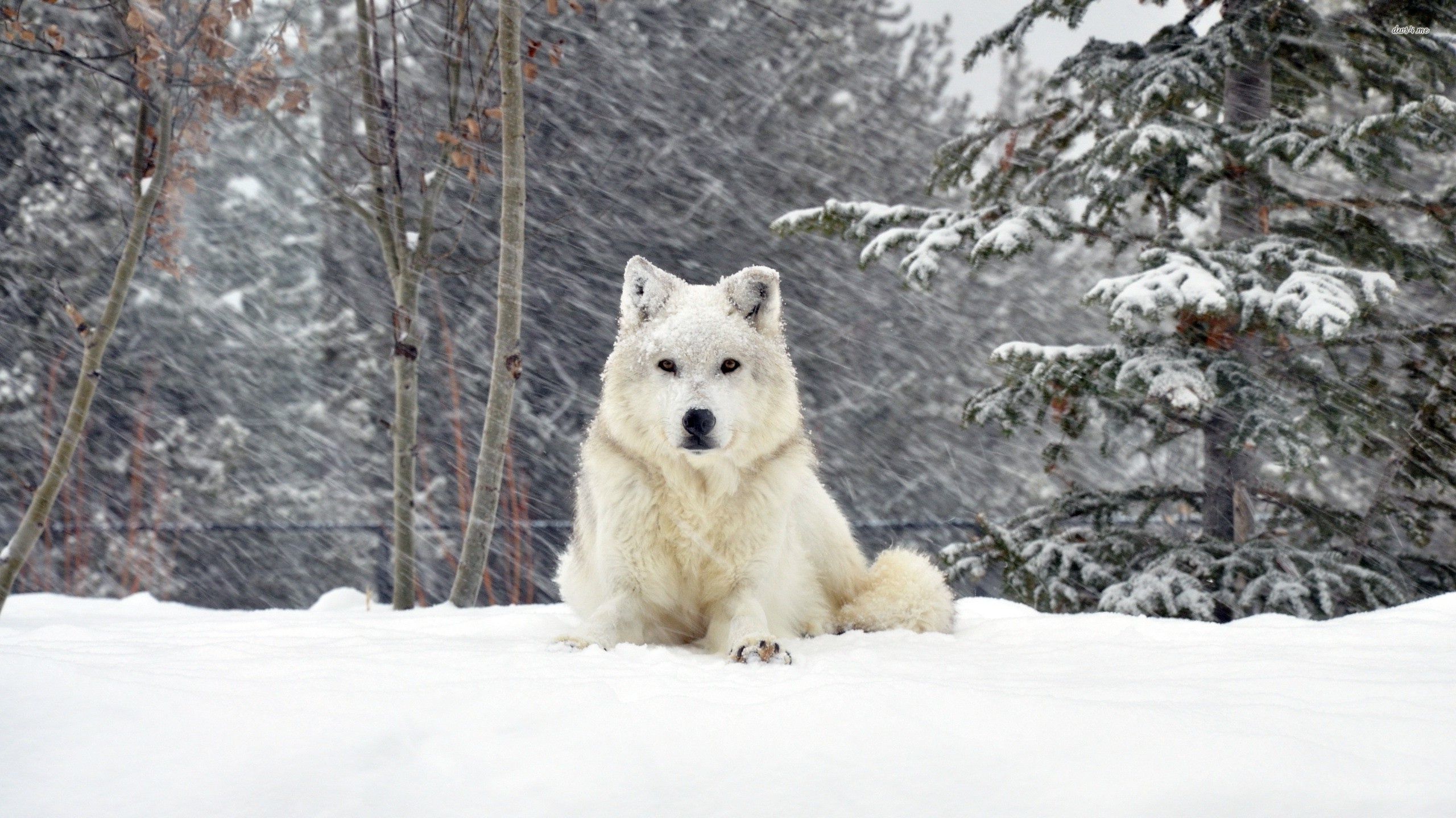 White wolf in the snow HD wallpaper. Dog wallpaper, White dogs, Animals