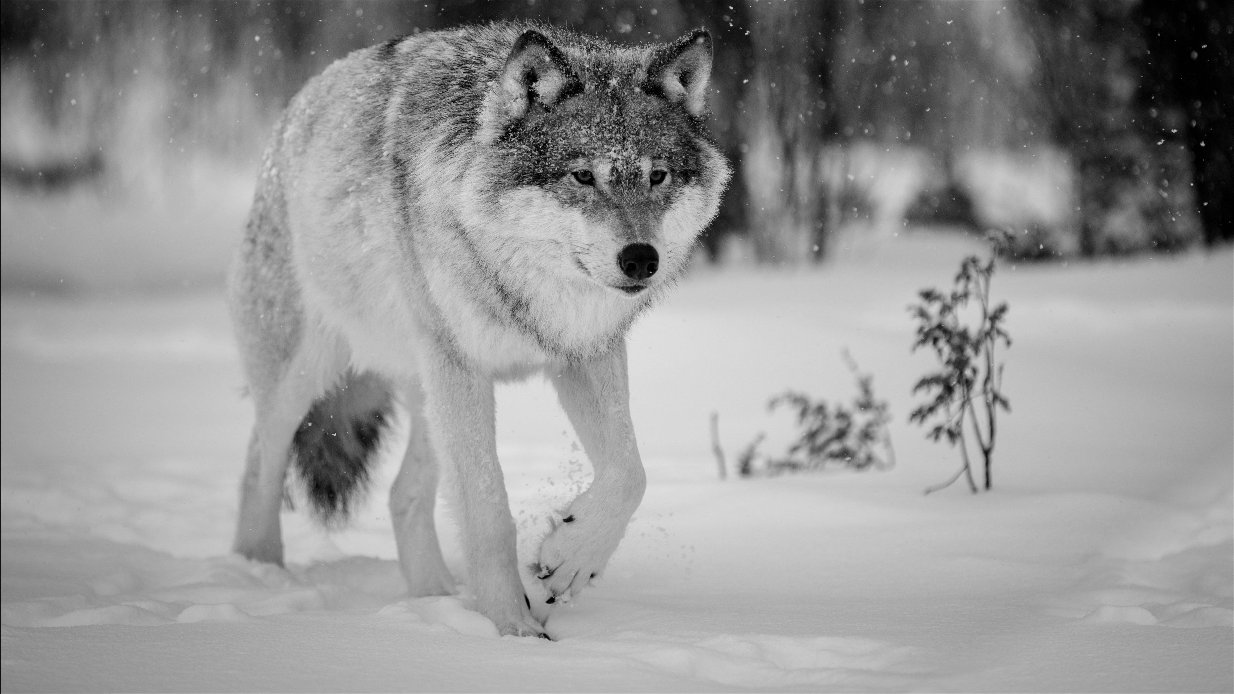 Black Wolf In Snow Wallpaper #HP5A79Y 4273x2403