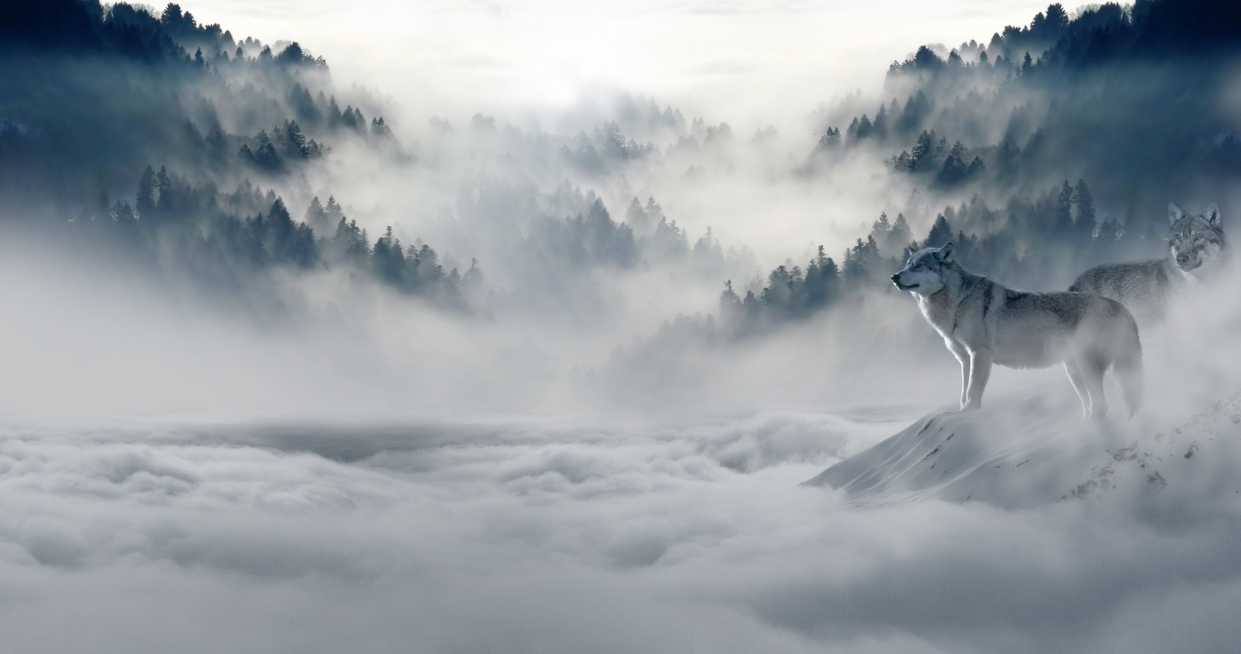Snow Wolf, HD Animals, 4k Wallpaper, Image, Background, Photo