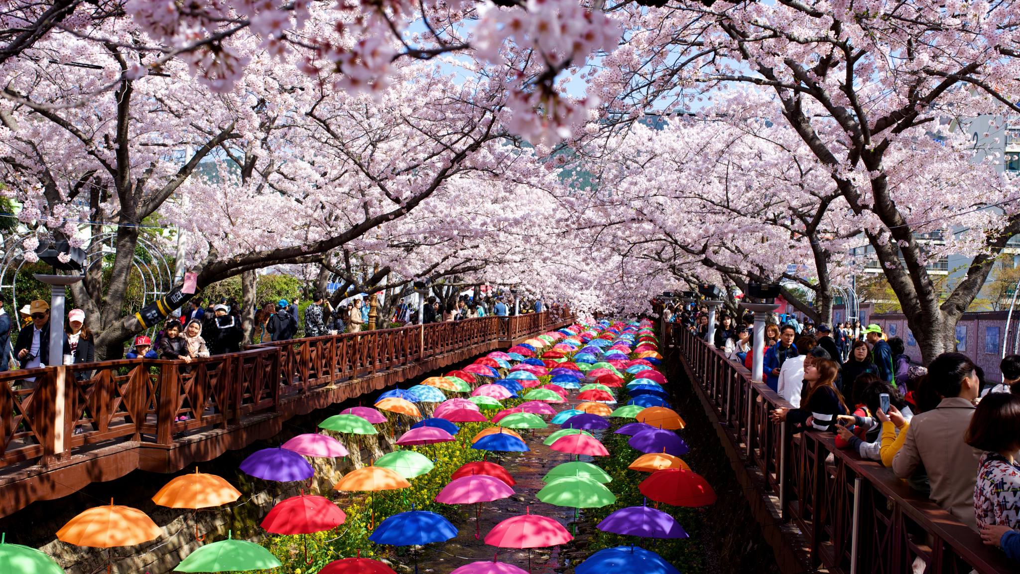 Places for Cherry Blossom in Korea