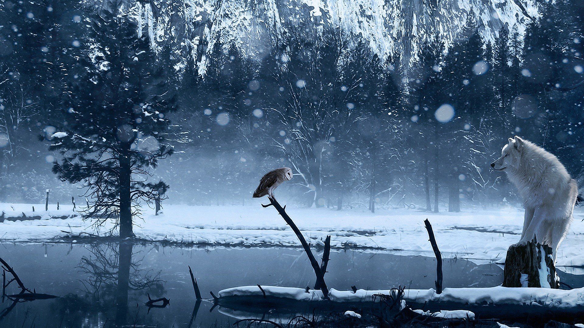 wolf, Snow HD Wallpaper / Desktop and Mobile Image & Photo