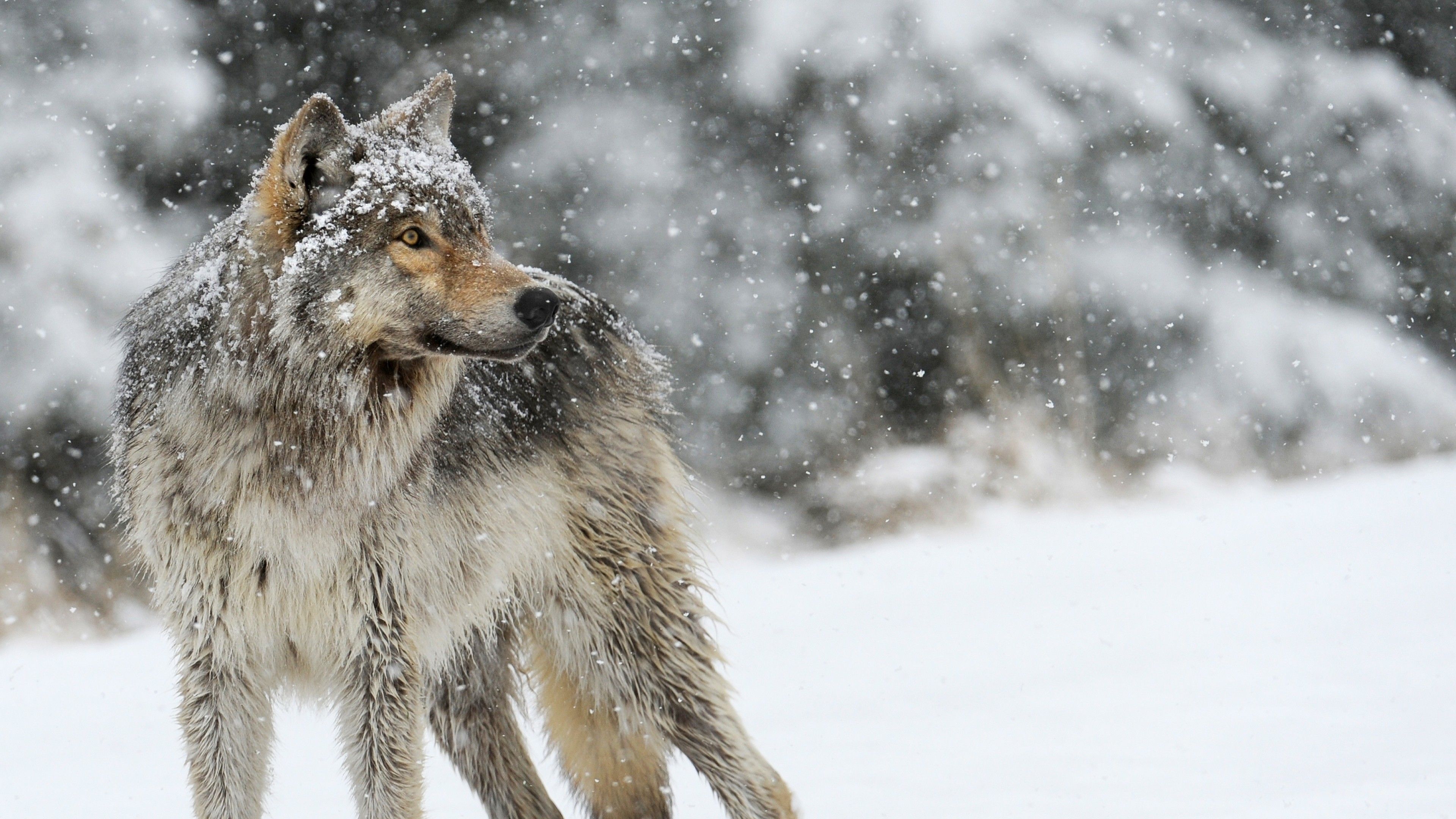 Wallpaper Wolf, Snow, Winter, Predator Wolf Wallpaper HD