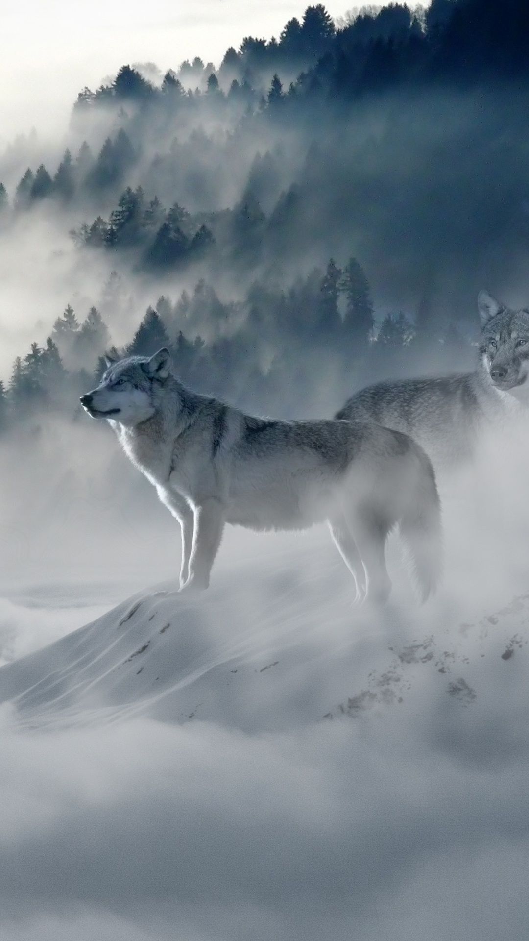 Snow Wolf In 1080x1920 Resolution. Snow wolf, Wolf wallpaper, Wolf picture