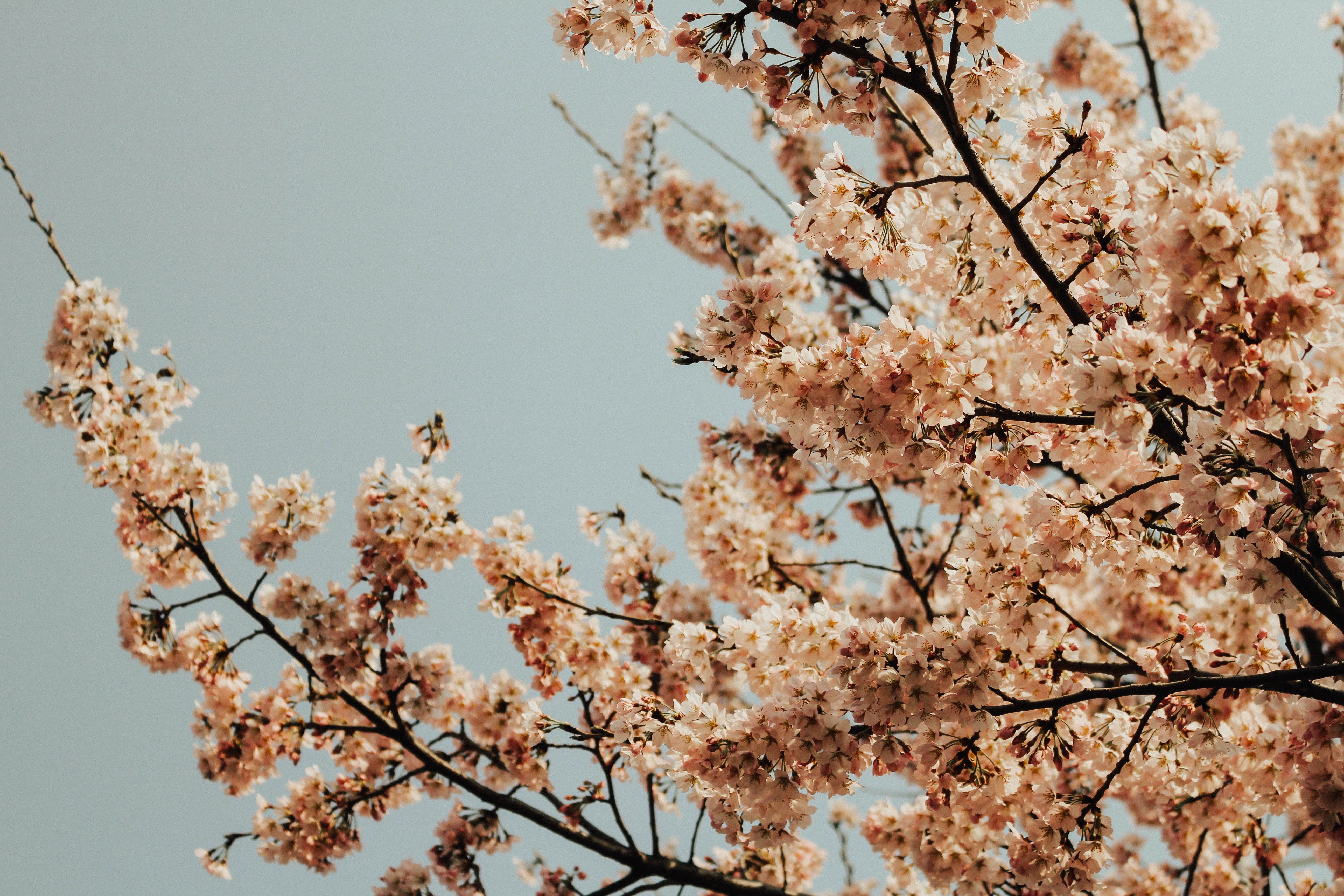 5184x3456 #bloom, #spring, #branch, #south korea, #pink