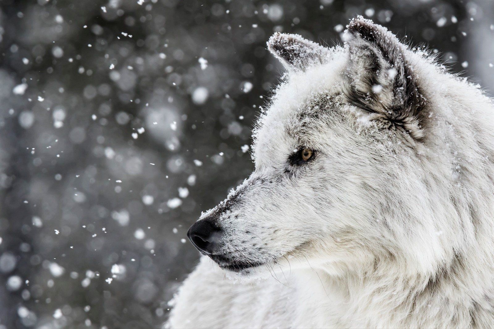 Wallpaper Id - Wolf In Snow Hd, Download Wallpaper