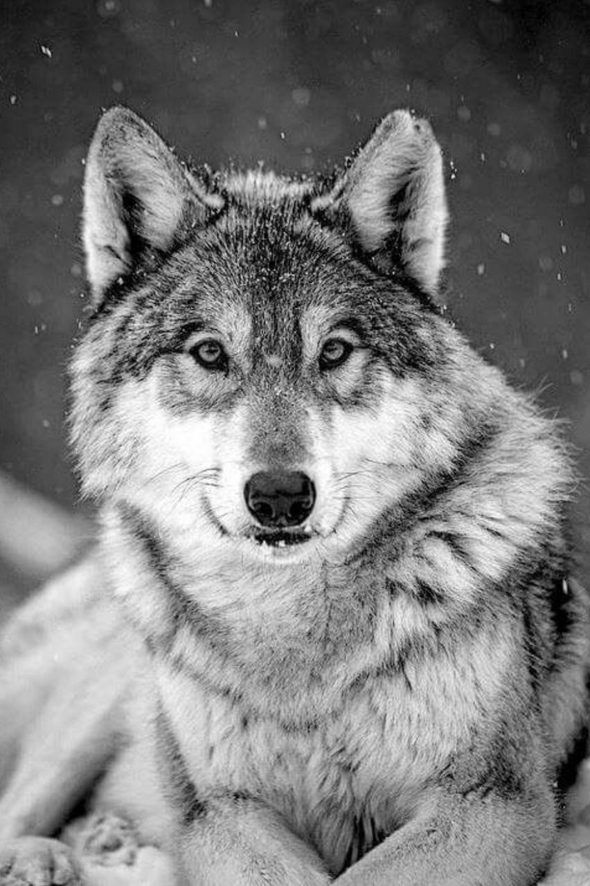 Snow wolf wallpaper
