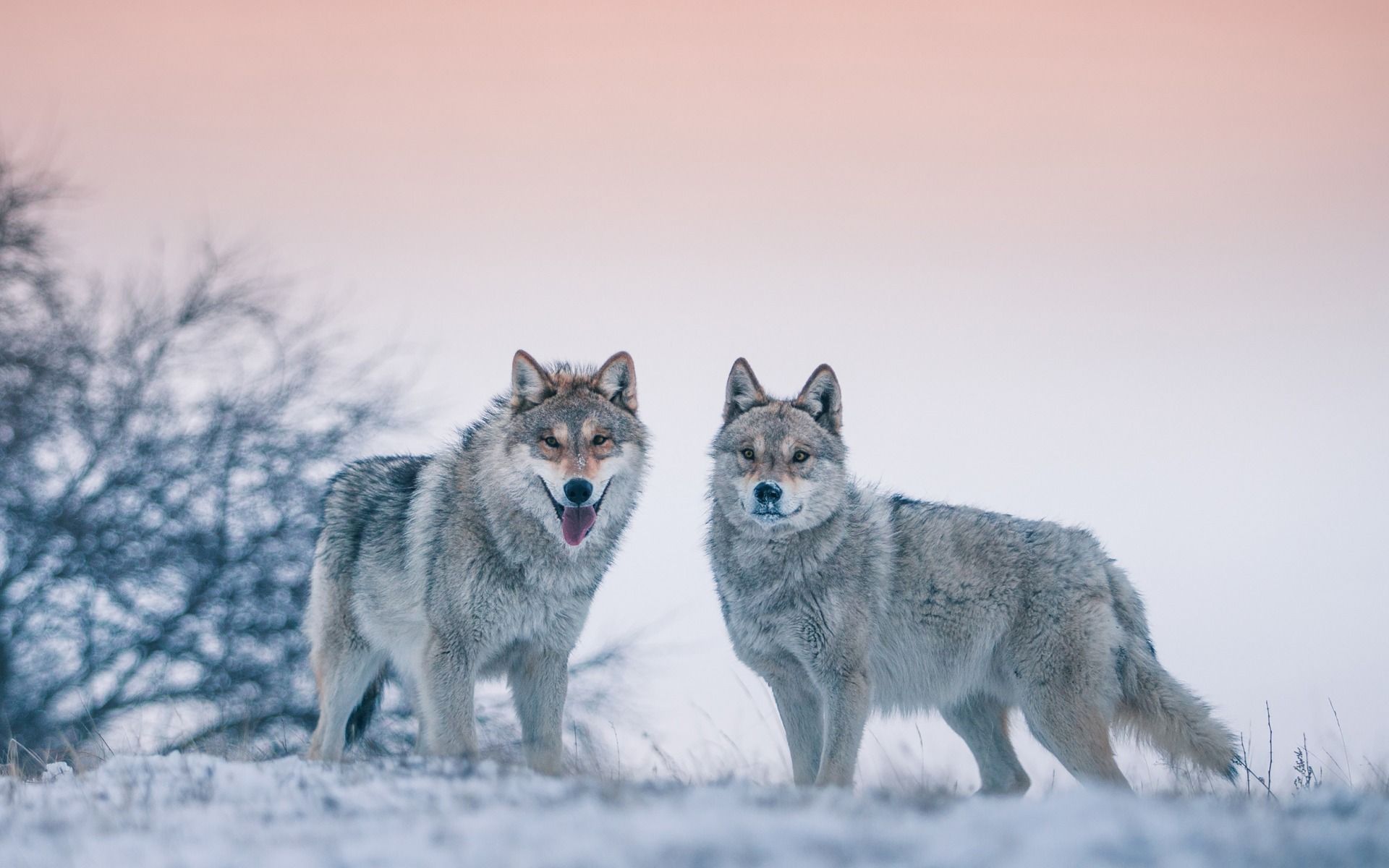 Download wallpaper wolves, wildlife, predators, winter, snow