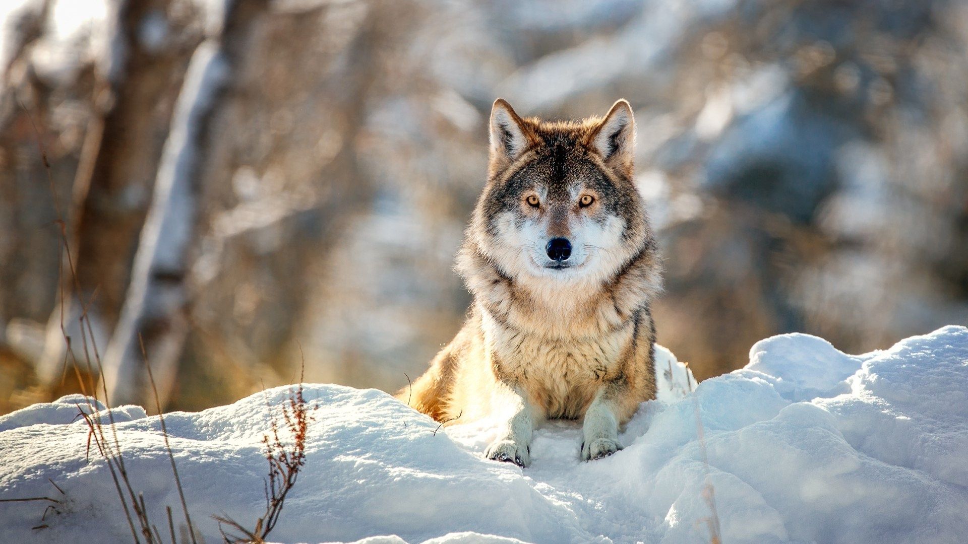 Wolf Sitting in the Snow HD Wallpaper. Background Image